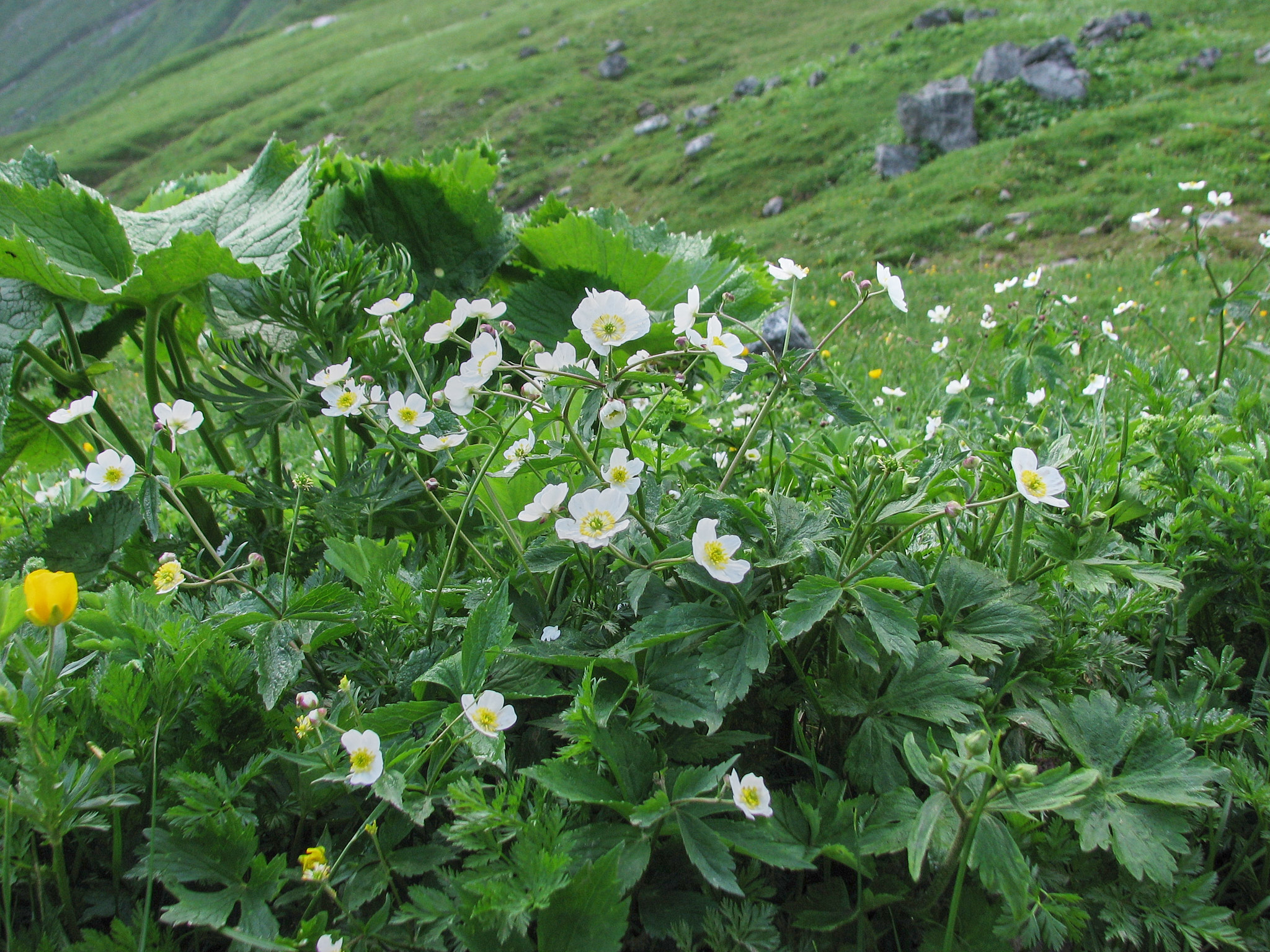 Vitsippsranunkel (<em>Ranunculus platanifolius</em>)