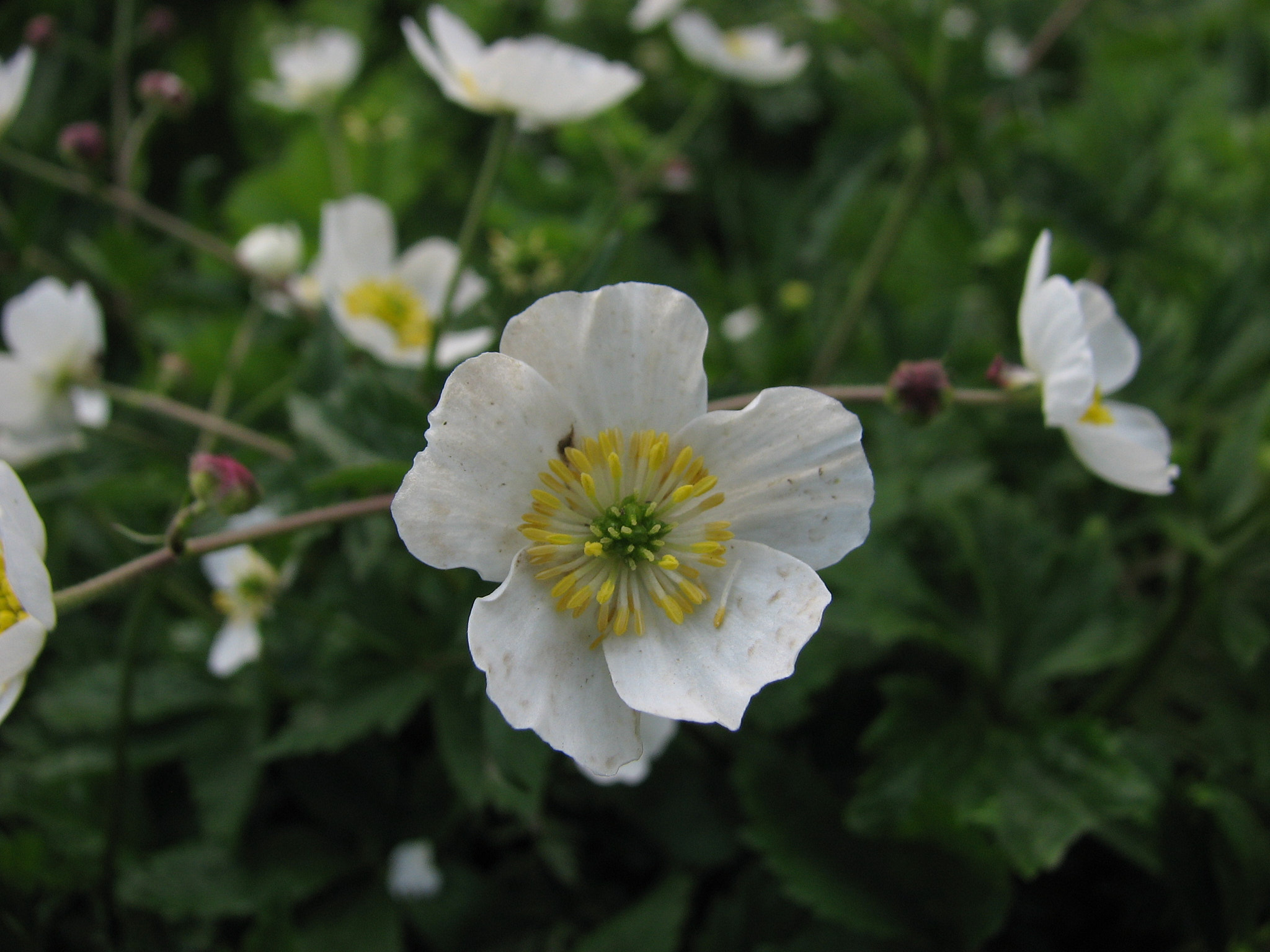 Vitsippsranunkel (<em>Ranunculus platanifolius</em>)