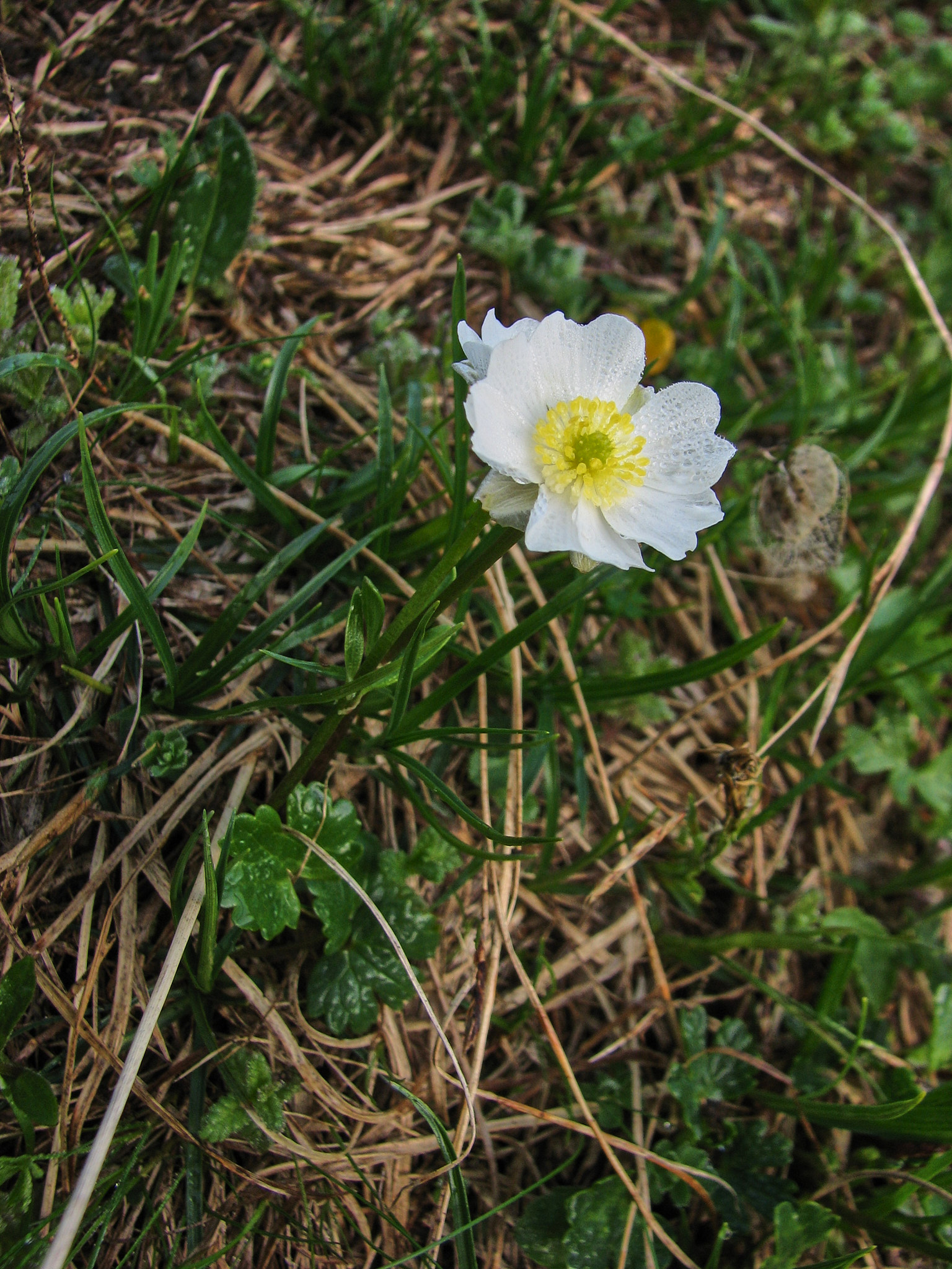 Alpranunkel (<em>Ranunculus alpestris</em>)