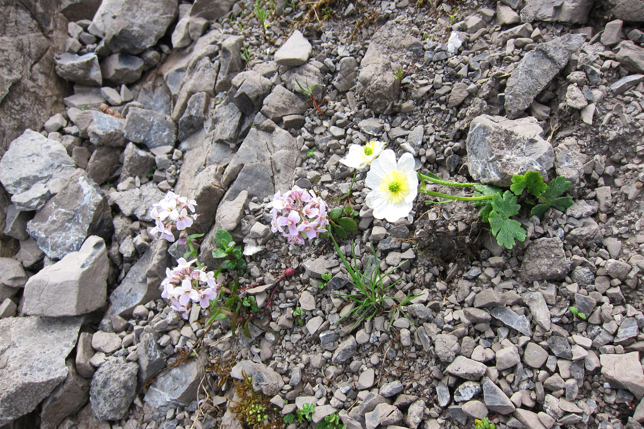 Alpranunkel (<em>Ranunculus alpestris</em>)