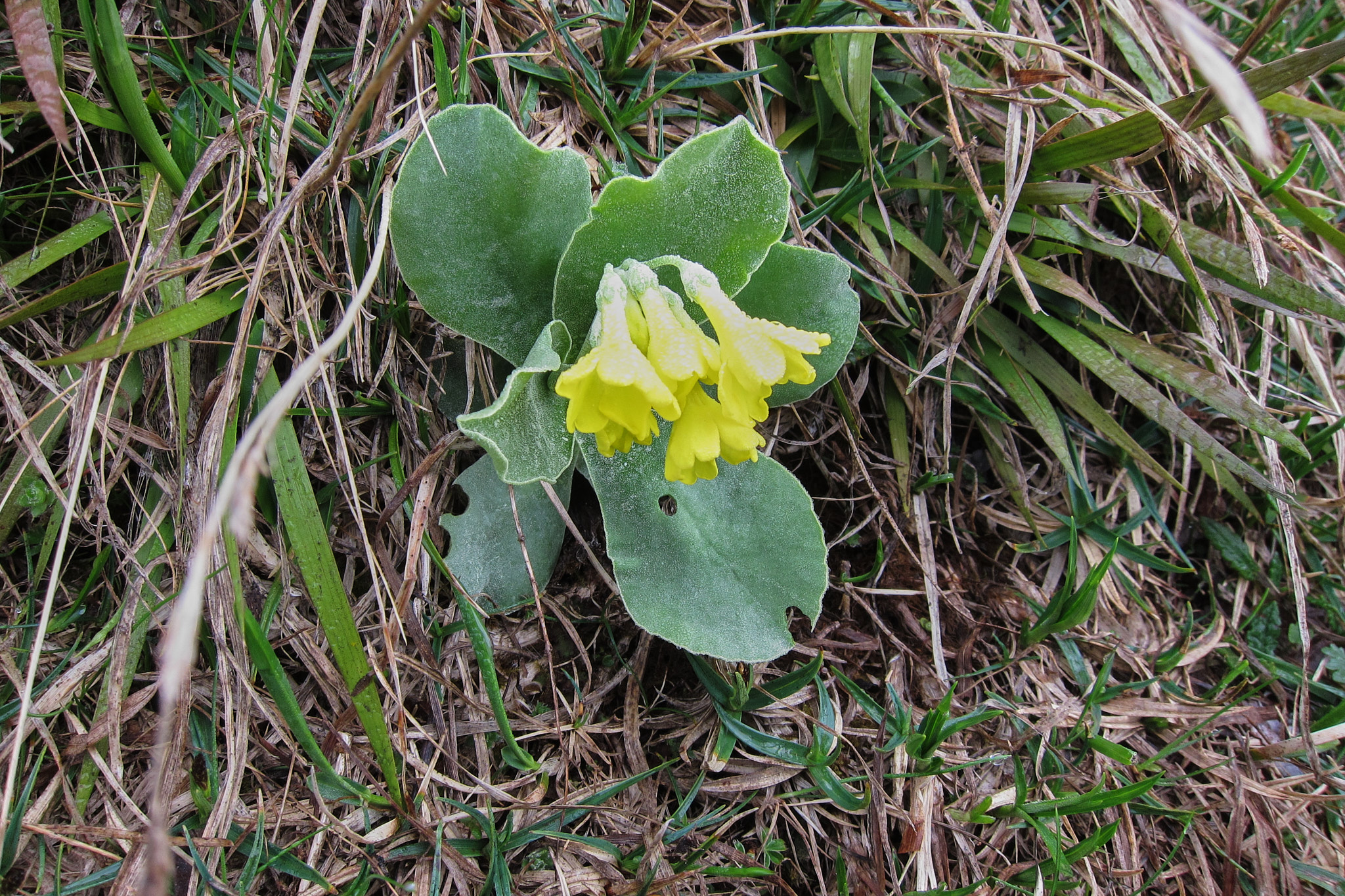 Vildaurikel (<em>Primula auricula</em>)