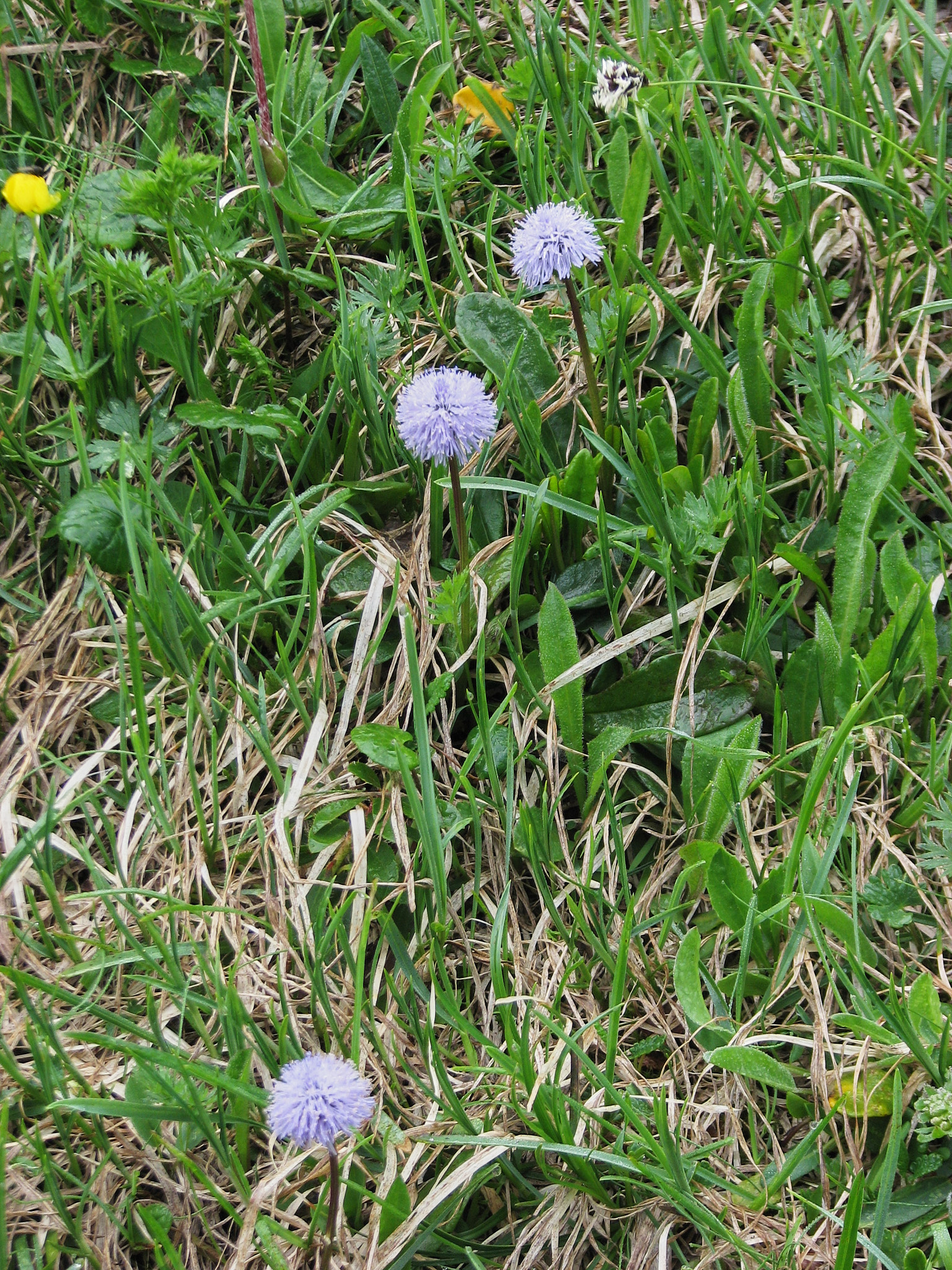 Tuvskrabba (<em>Globularia nudicaulis</em>)