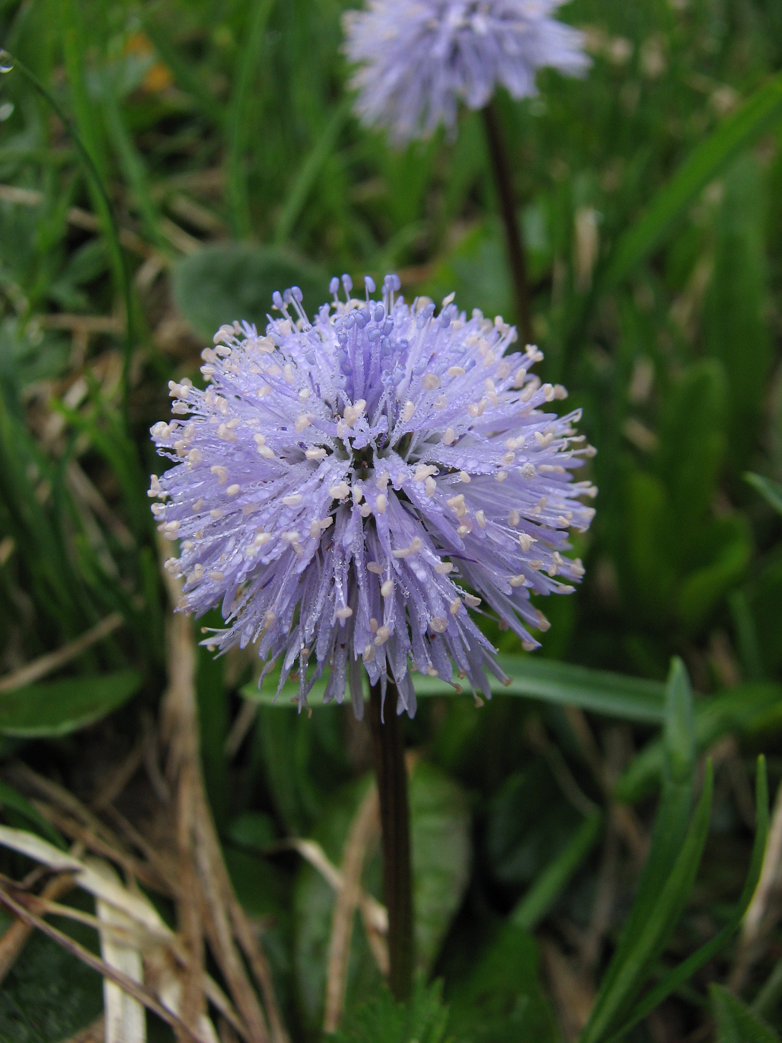 Tuvskrabba (<em>Globularia nudicaulis</em>)