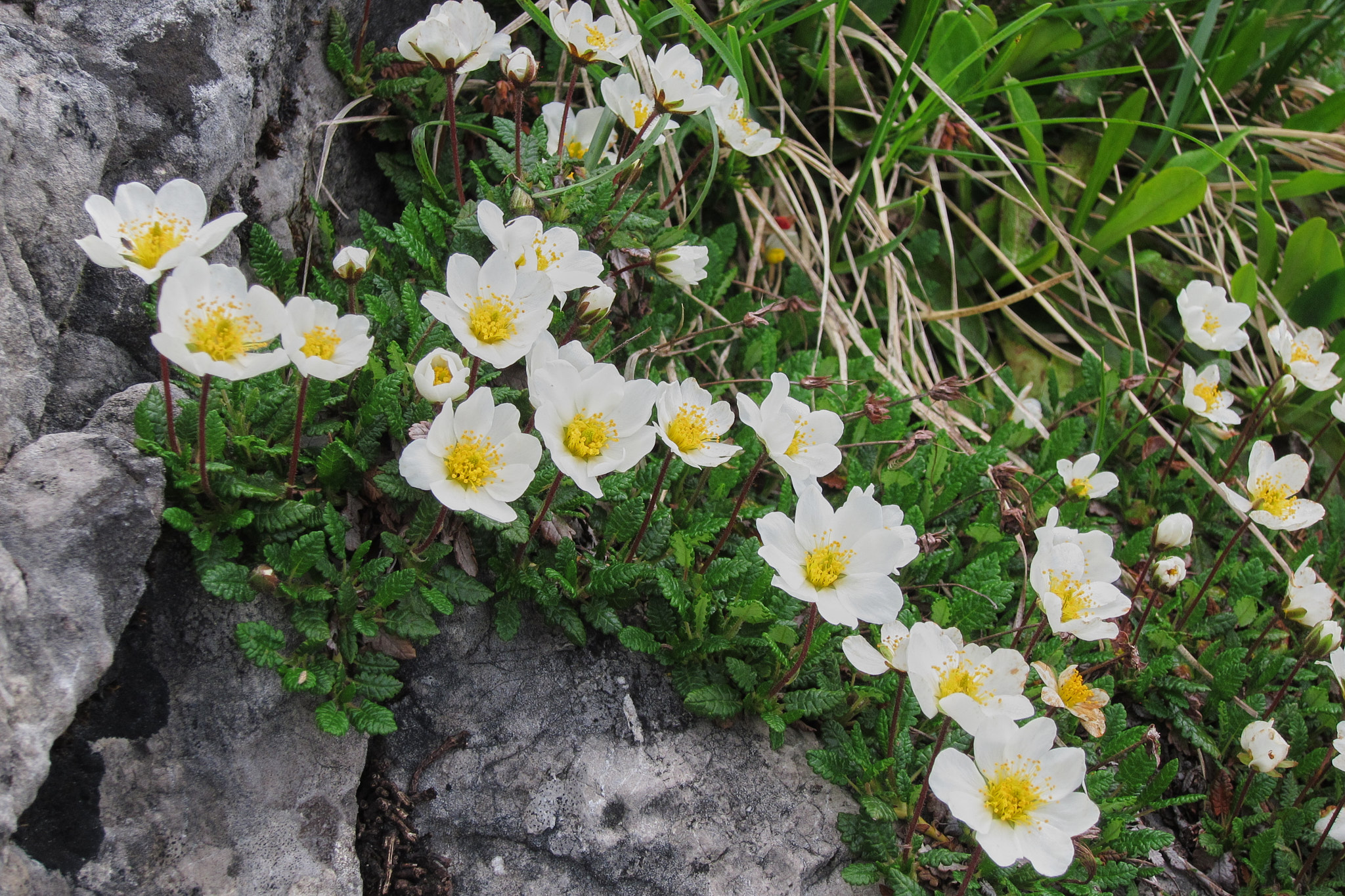 Fjällsippa (<em>Dryas octopetala</em>)