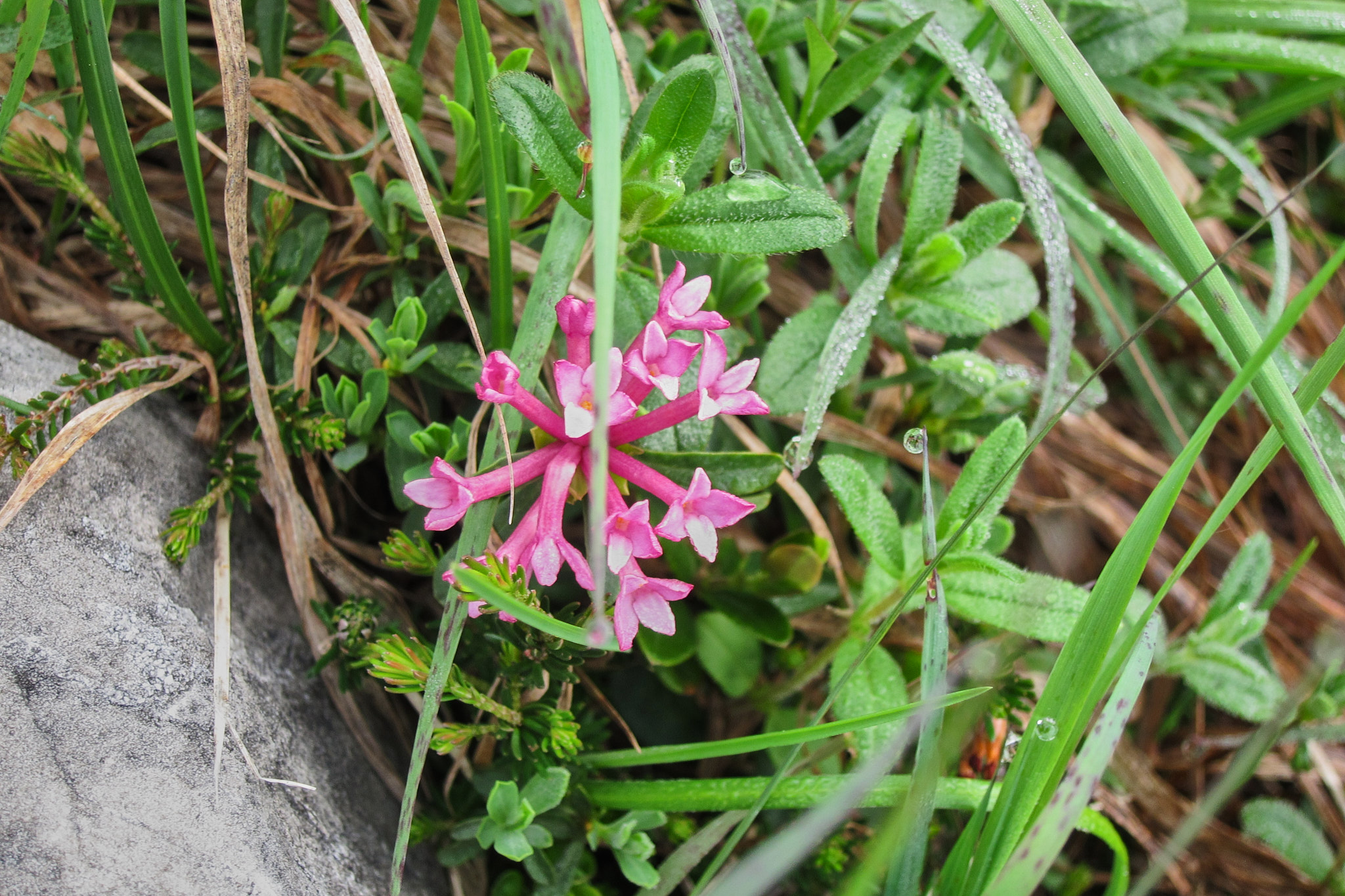 Strimtibast (<em>Daphne striata</em>)