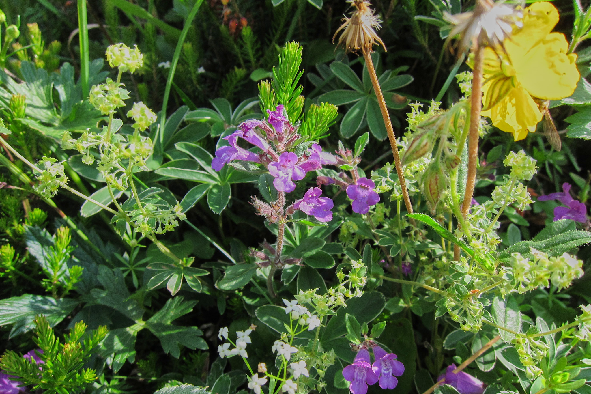 Alpmynta (<em>Clinopodium alpinum</em>)
