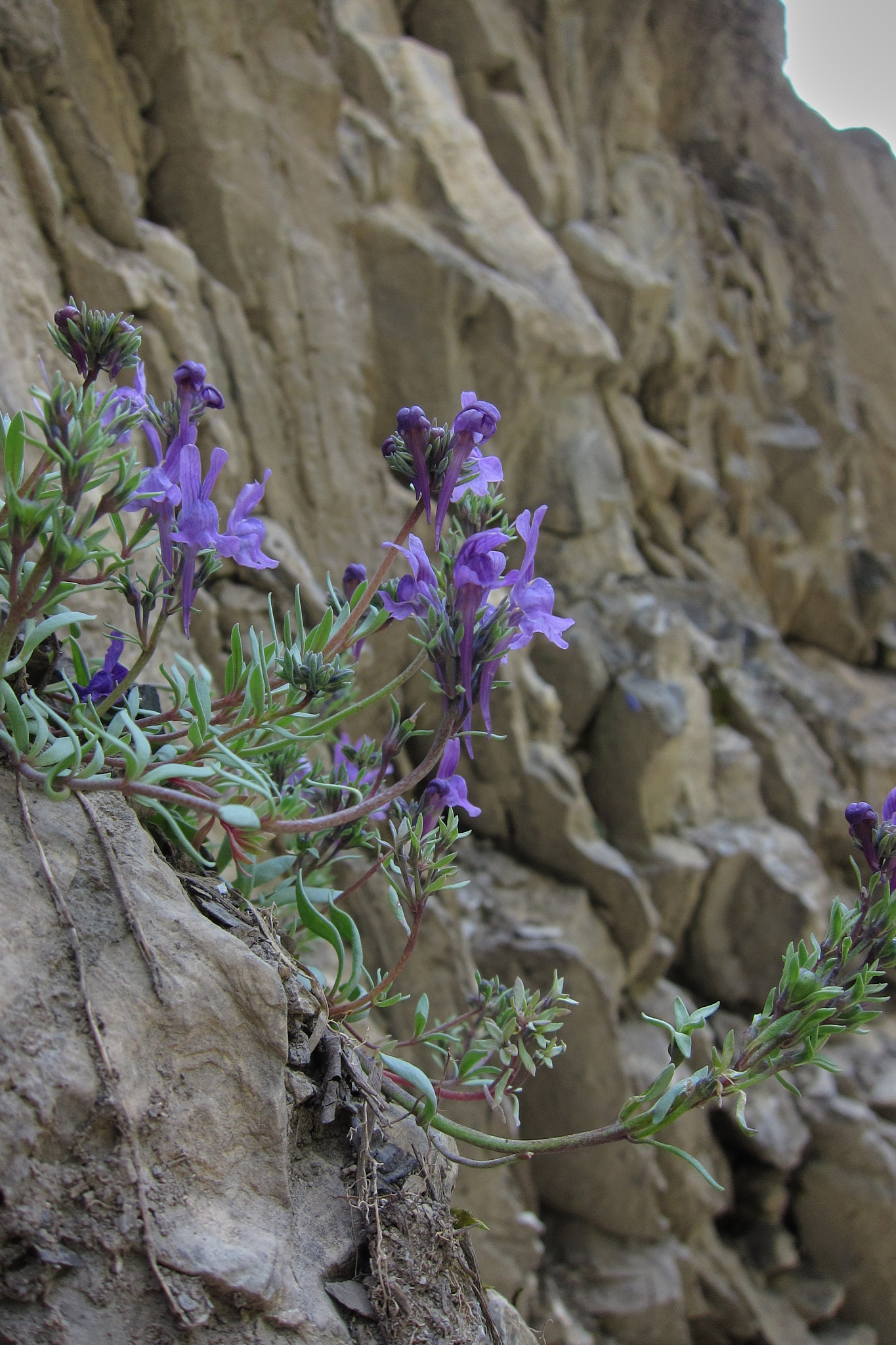 Alpsporre (<em>Linaria alpina</em>)