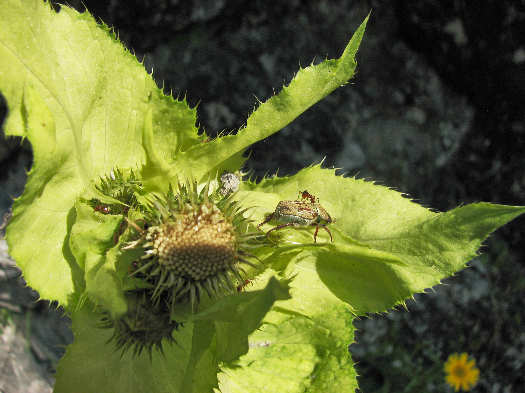 Kåltistel (<em>Cirsium oleraceum</em>)