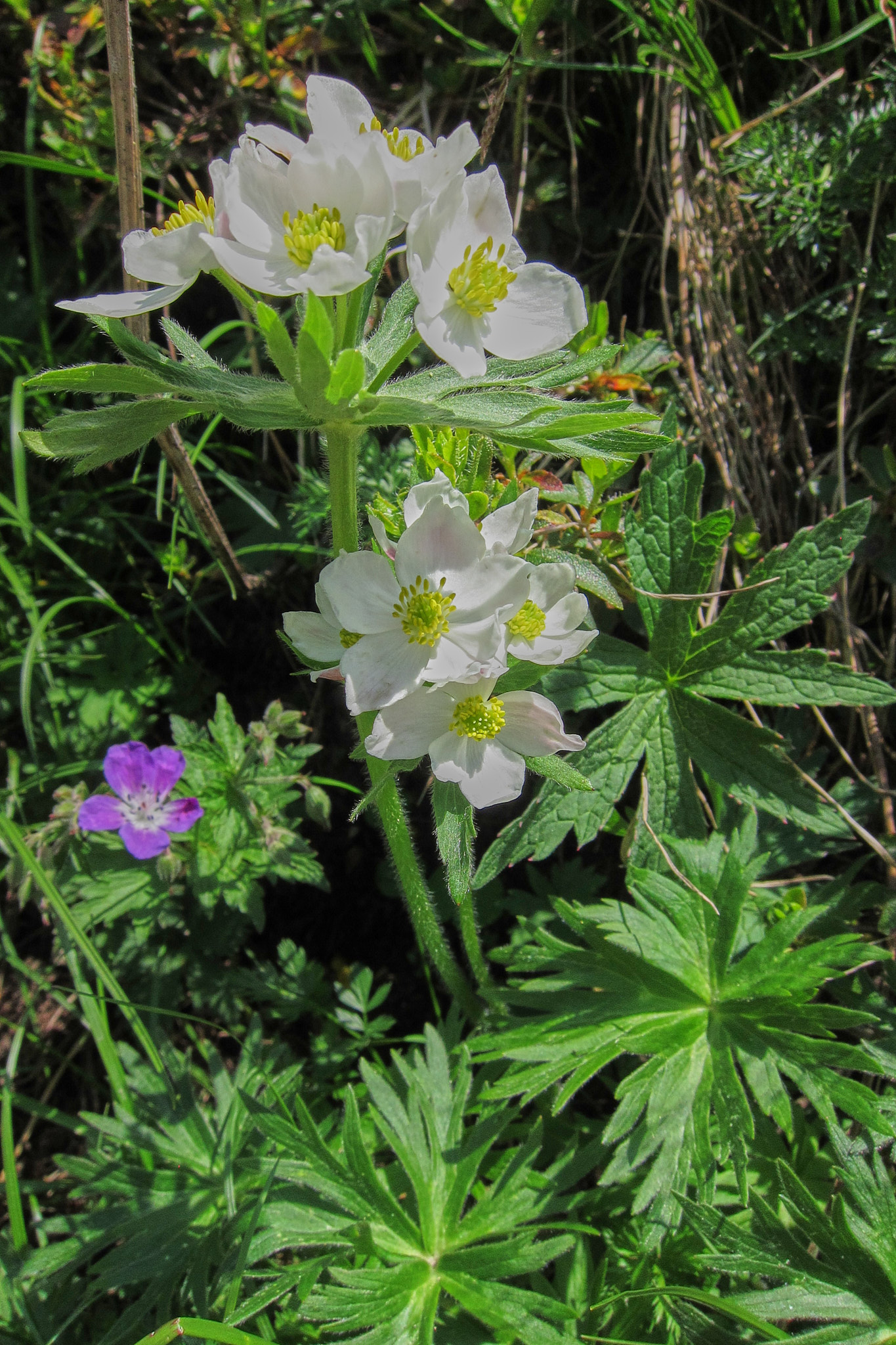 Narcissanemon (<em>Anemone narcissiflora</em>)