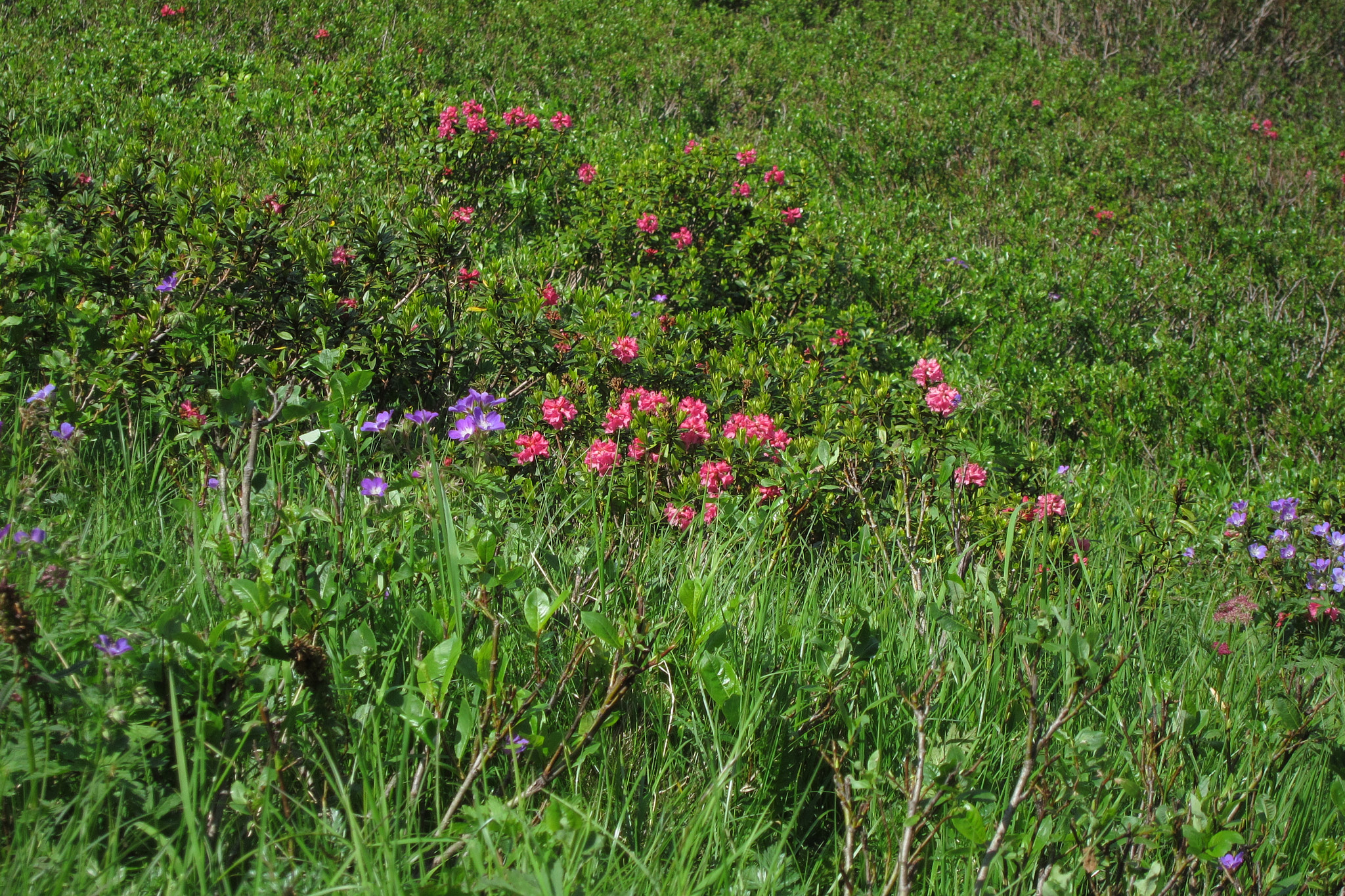 Rostalpros (<em>Rhododendron ferrugineum</em>)