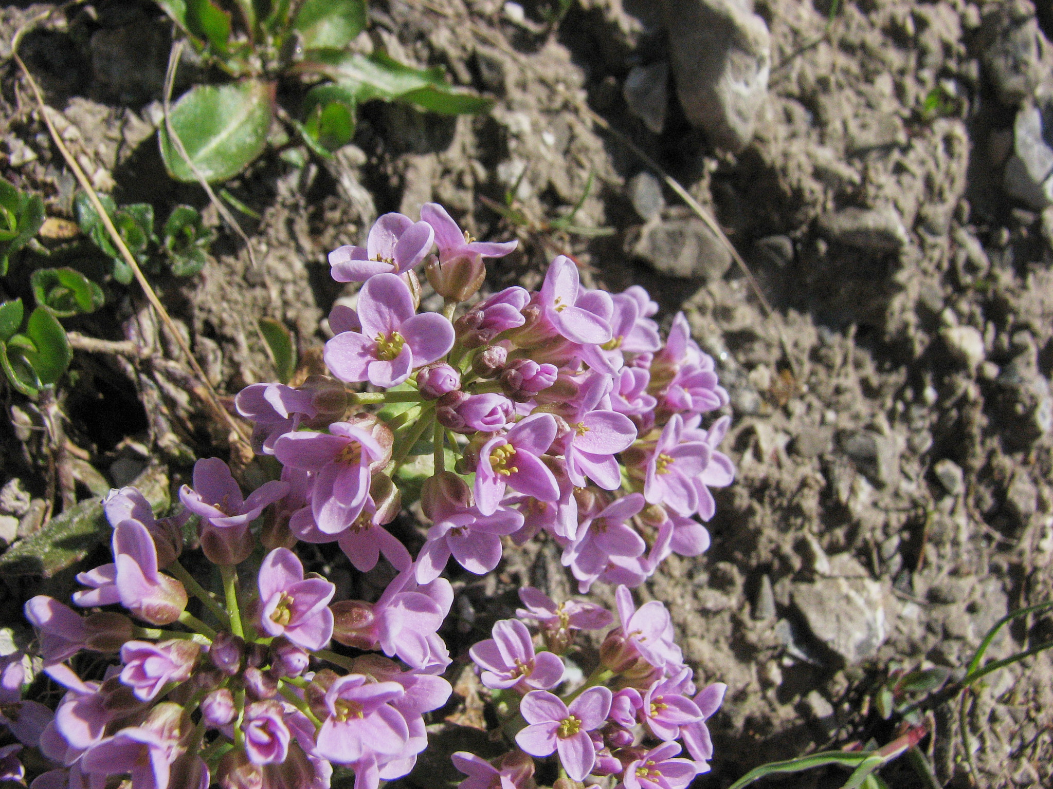 Alpskärvfrö (<em>Noccaea rotundifolia</em>)