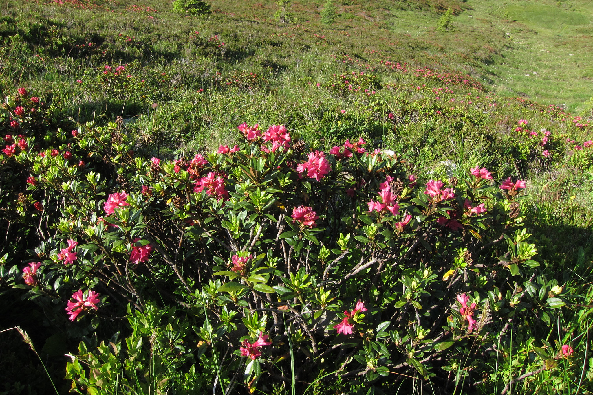 Rostalpros (<em>Rhododendron ferrugineum</em>)