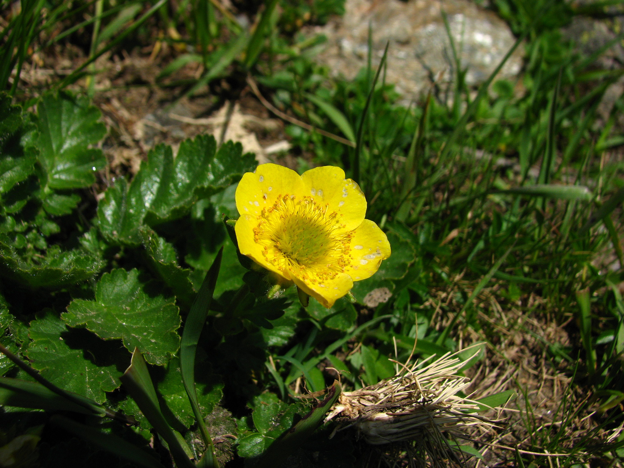 Bergnejlikrot (<em>Geum montanum</em>)