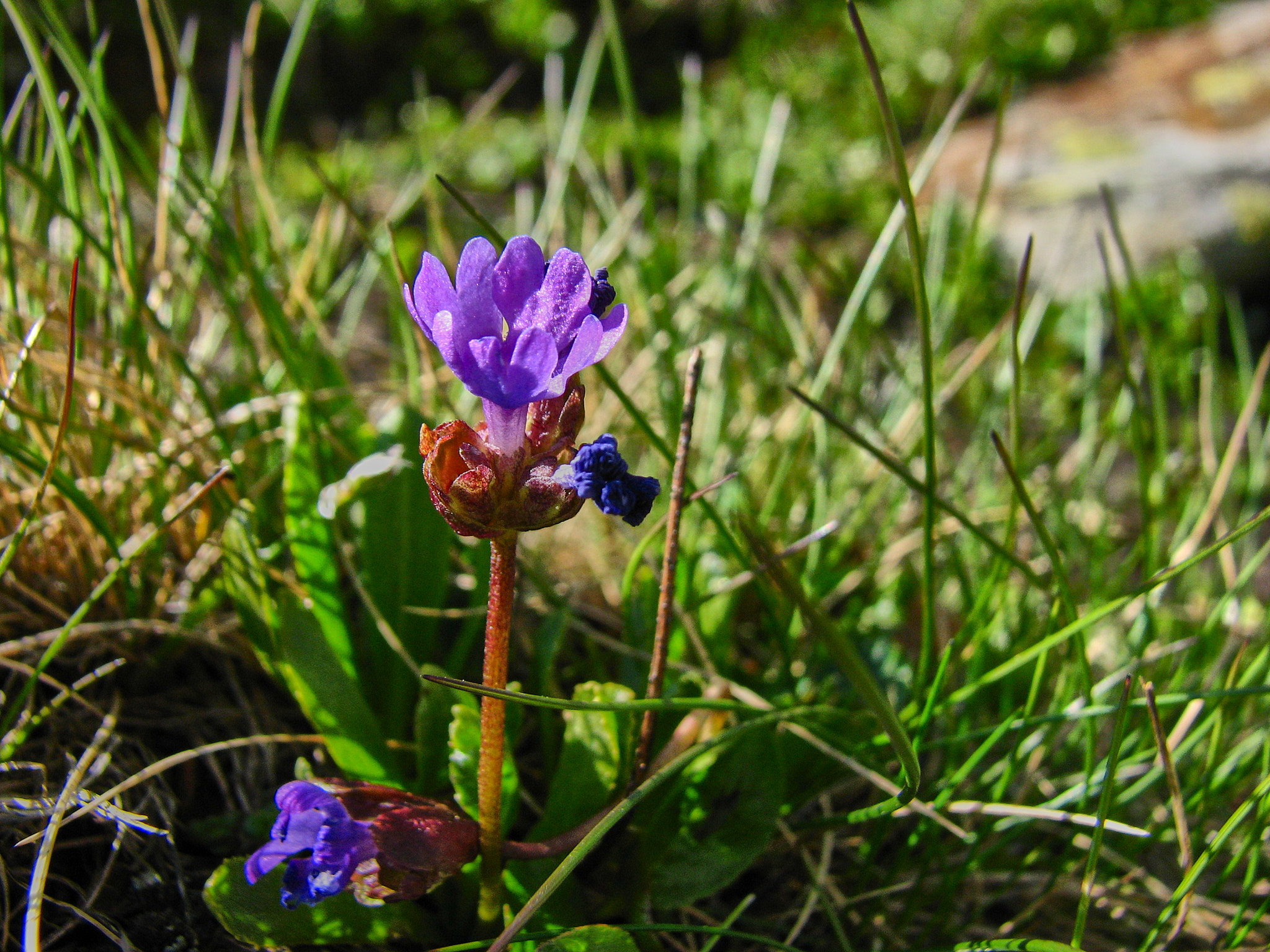 Majviva (<em>Primula farinosa</em>)