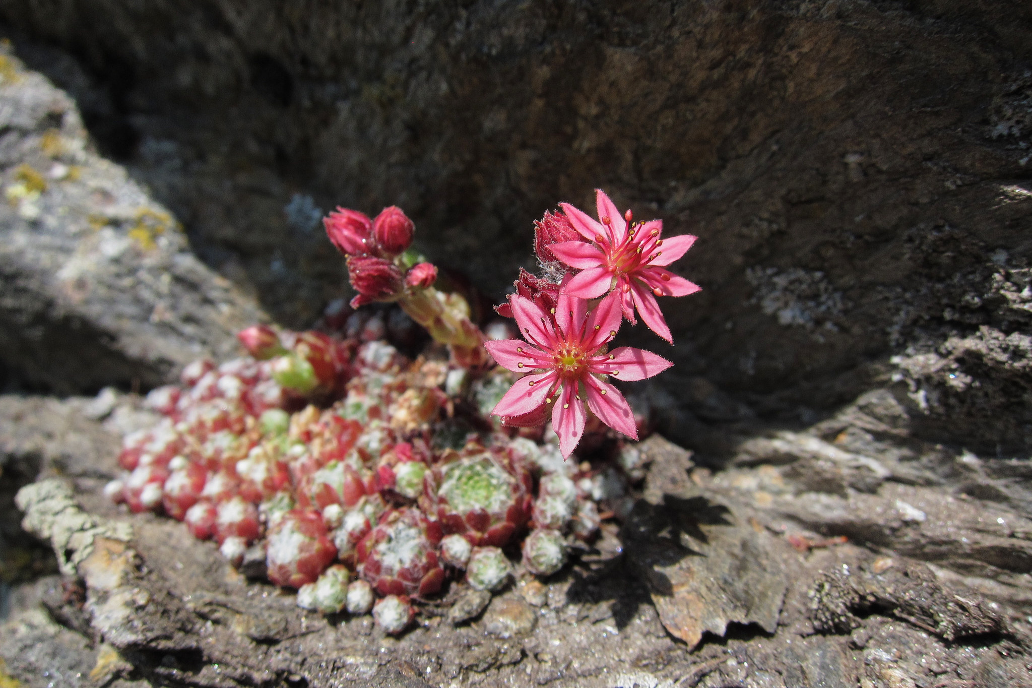 Spindelvävstaklök (<em>Sempervivum arachnoideum</em>)