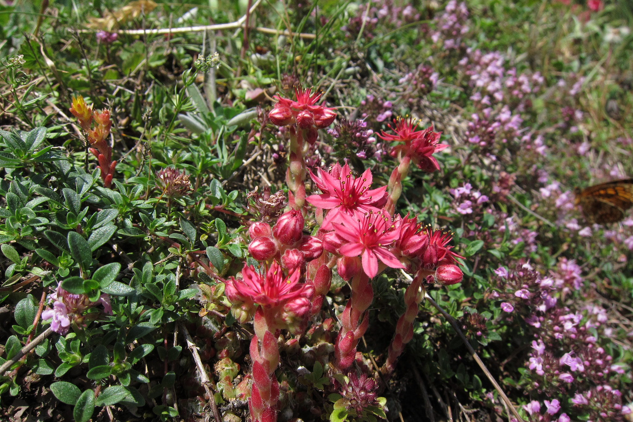 Spindelvävstaklök (<em>Sempervivum arachnoideum</em>)