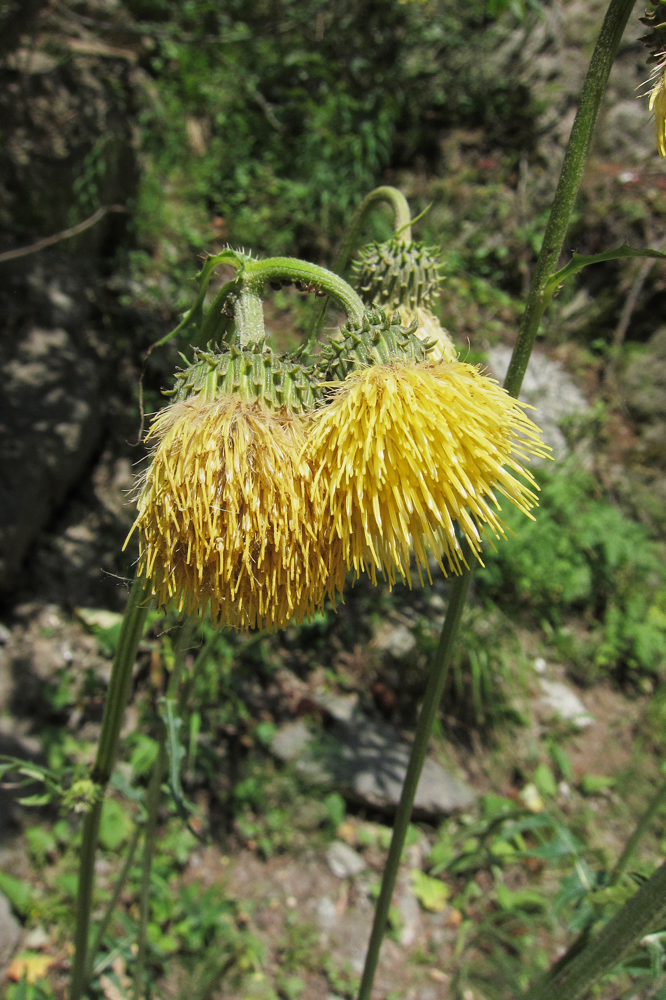 Hängtistel (<em>Cirsium erisithales</em>)