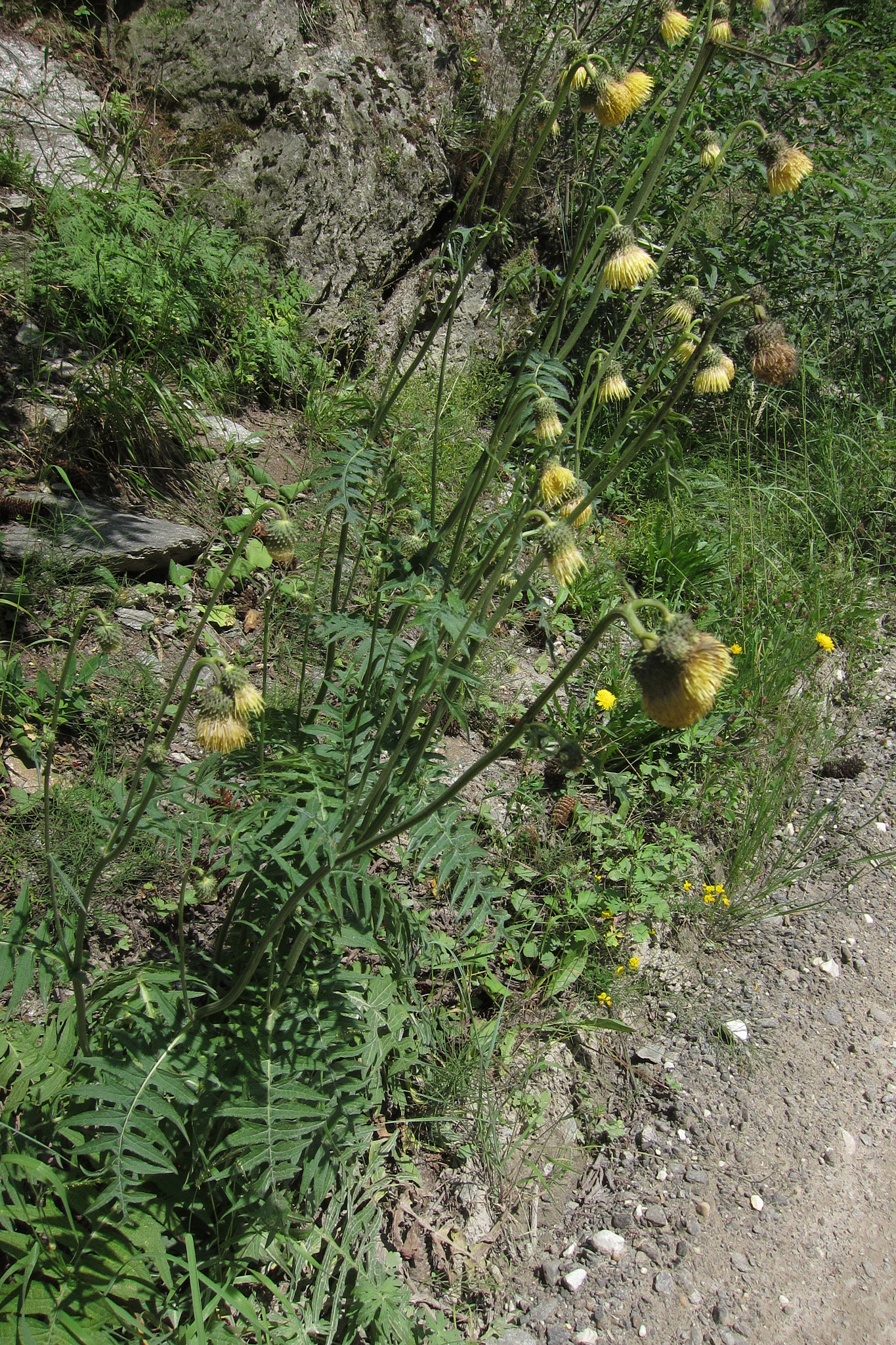 Hängtistel (<em>Cirsium erisithales</em>)