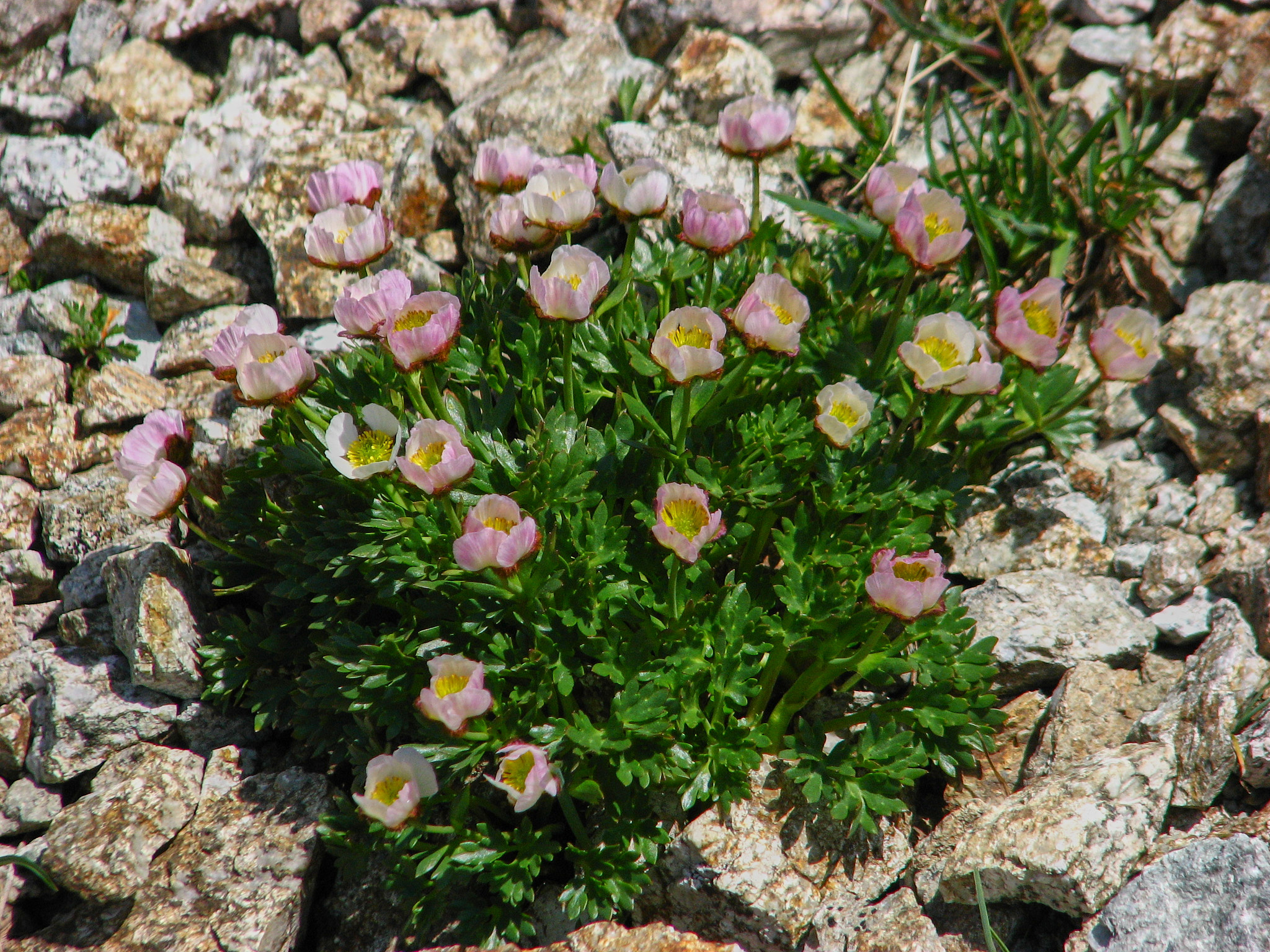 Isranunkel (<em>Ranunculus glacialis</em>)