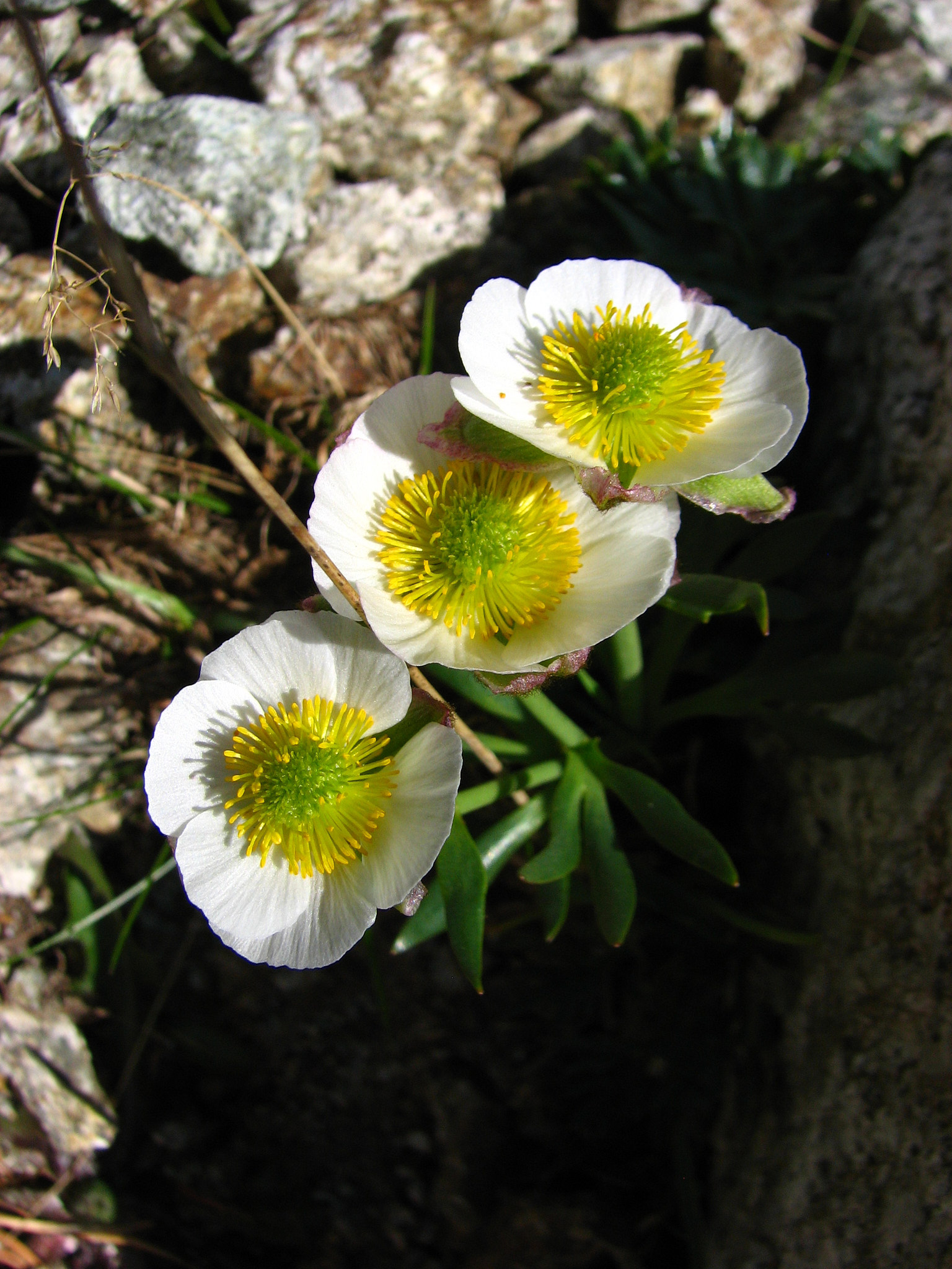 Isranunkel (<em>Ranunculus glacialis</em>)