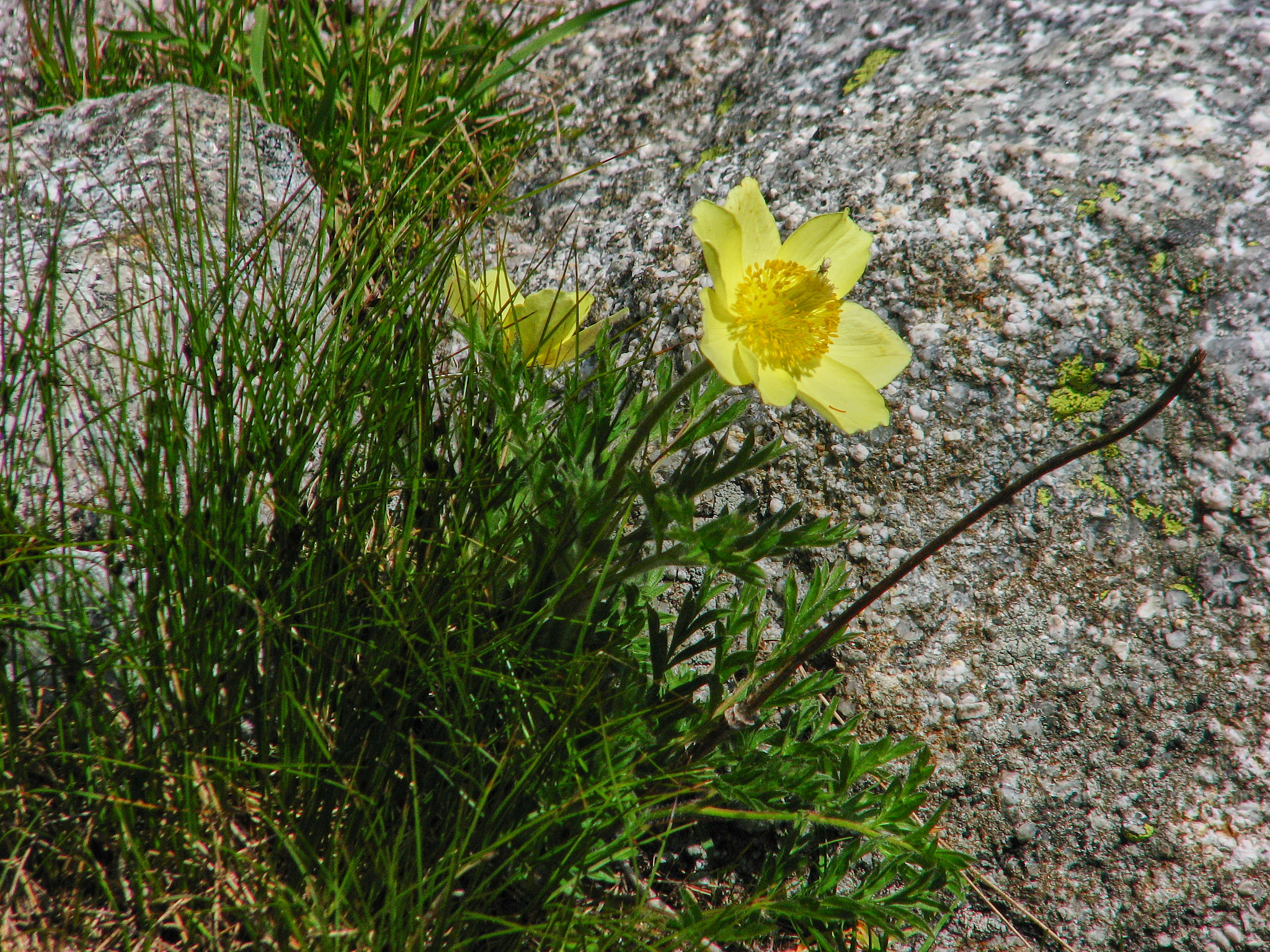 Gul alpsippa (<em>Pulsatilla alpina ssp. apiifolia</em>)