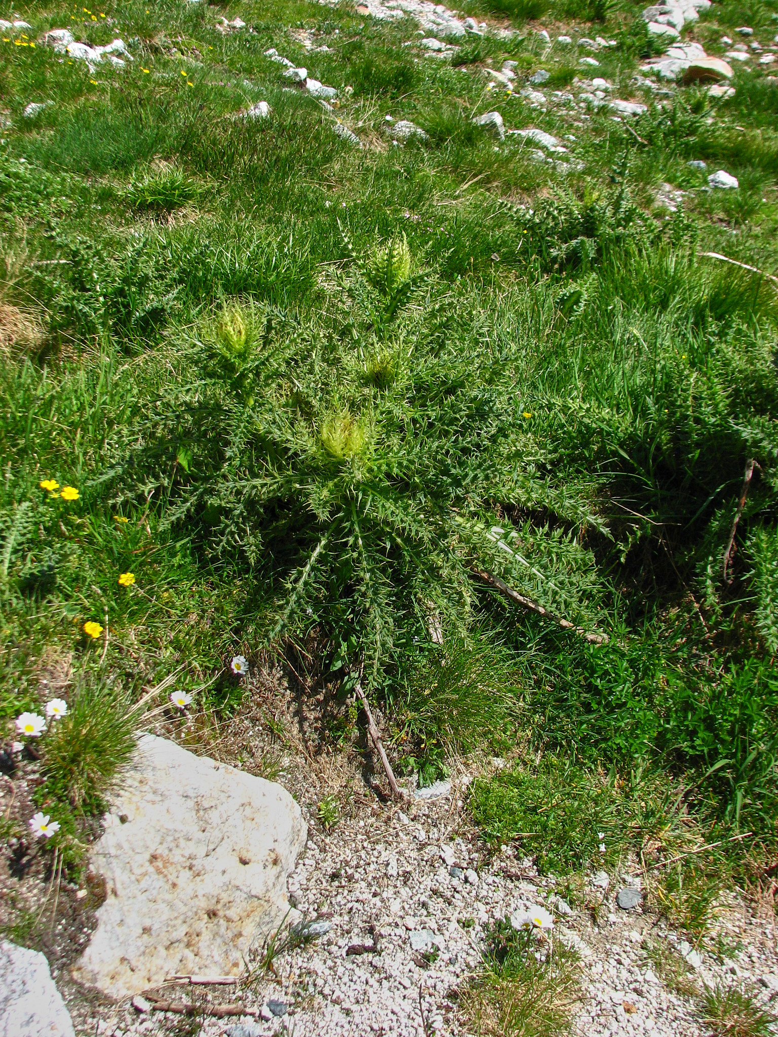 Alptistel (<em>Cirsium spinosissimum</em>)