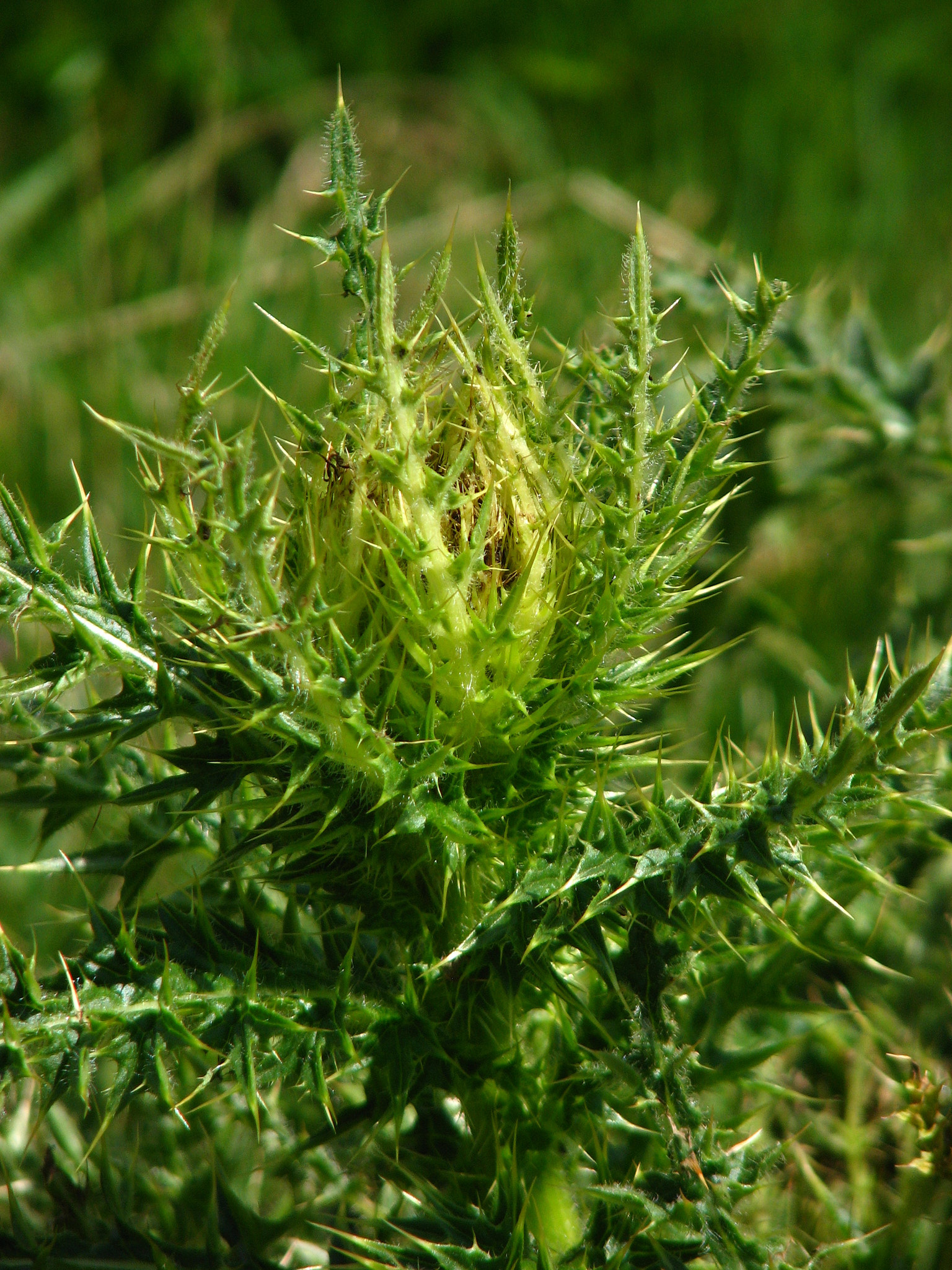 Alptistel (<em>Cirsium spinosissimum</em>)