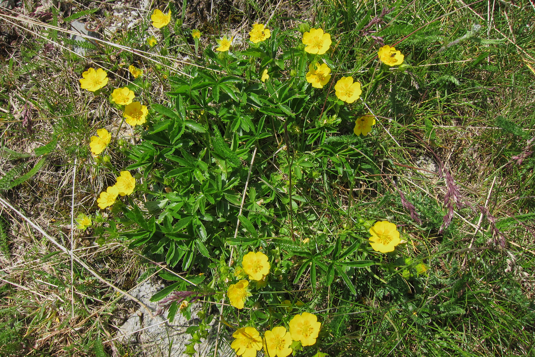 Gullfingerört (<em>Potentilla aurea</em>)