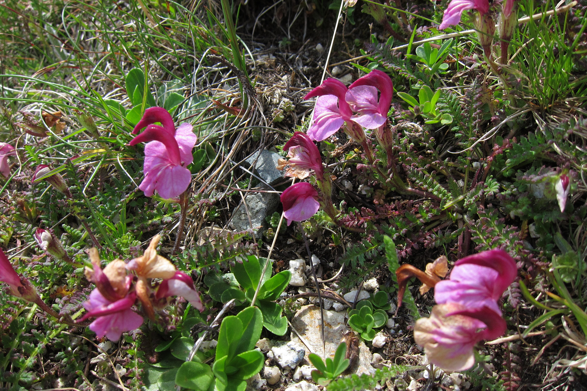 <em>Pedicularis kerneri</em>