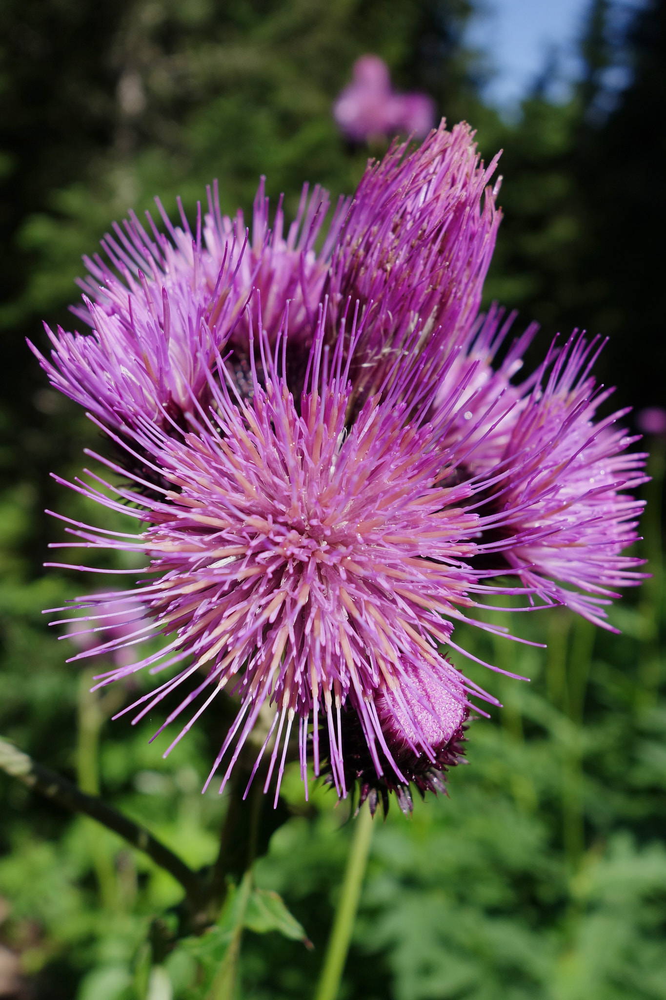 <em>Cirsium alsophilum</em>