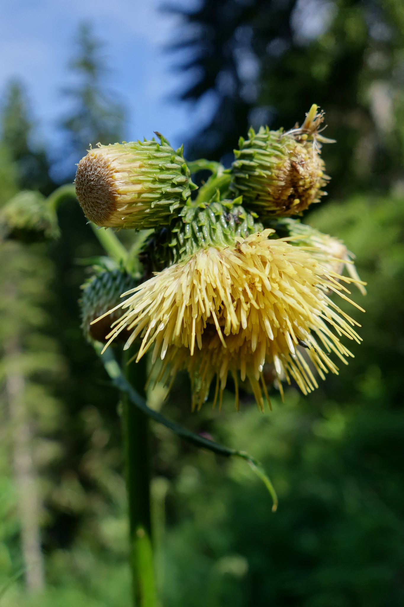 Hängtistel (<em>Cirsium erisithales</em>)