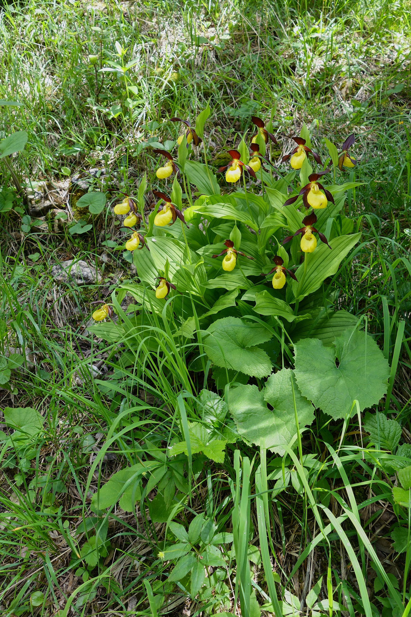 Guckusko (<em>Cypripedium calceolus</em>)