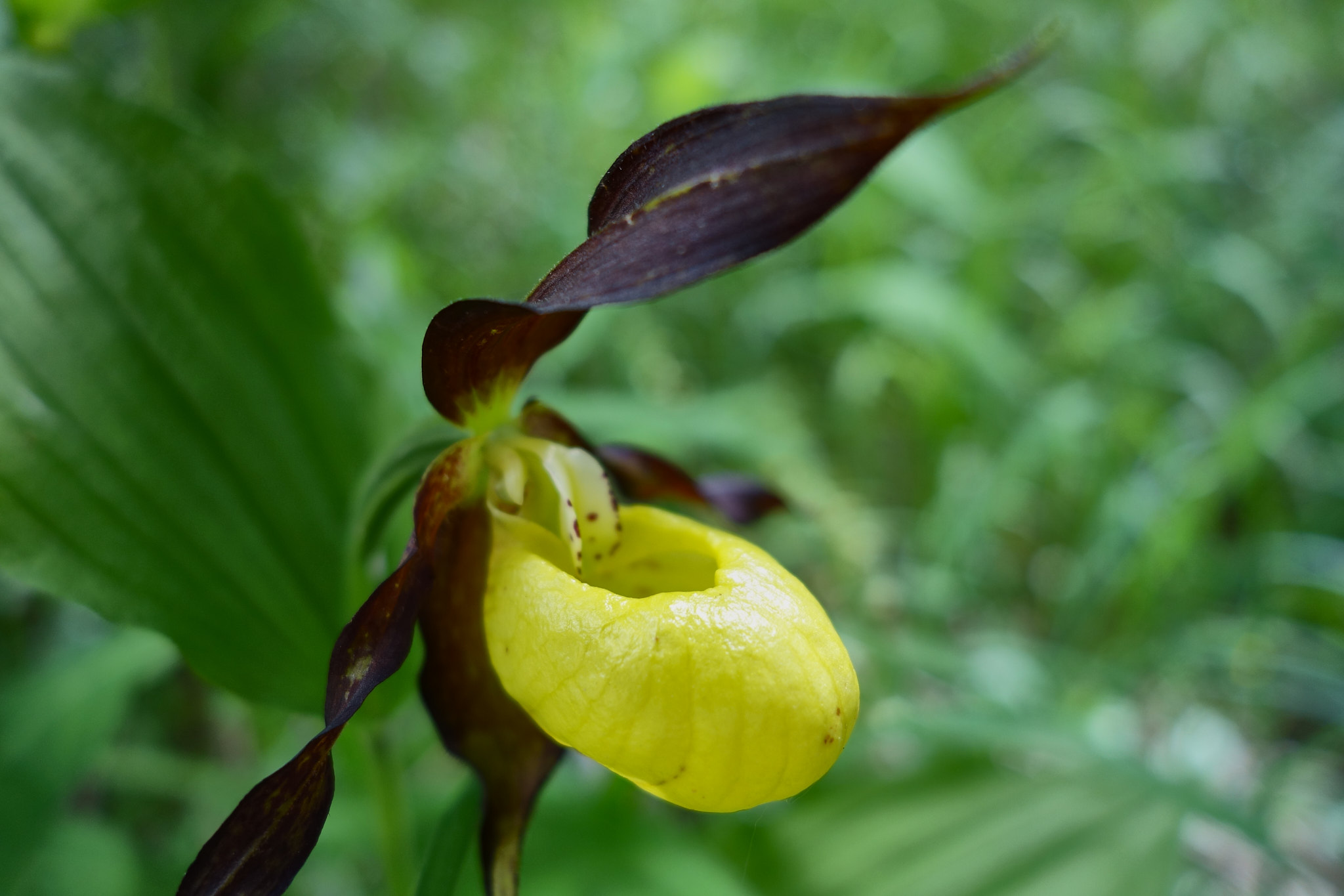 Guckusko (<em>Cypripedium calceolus</em>)