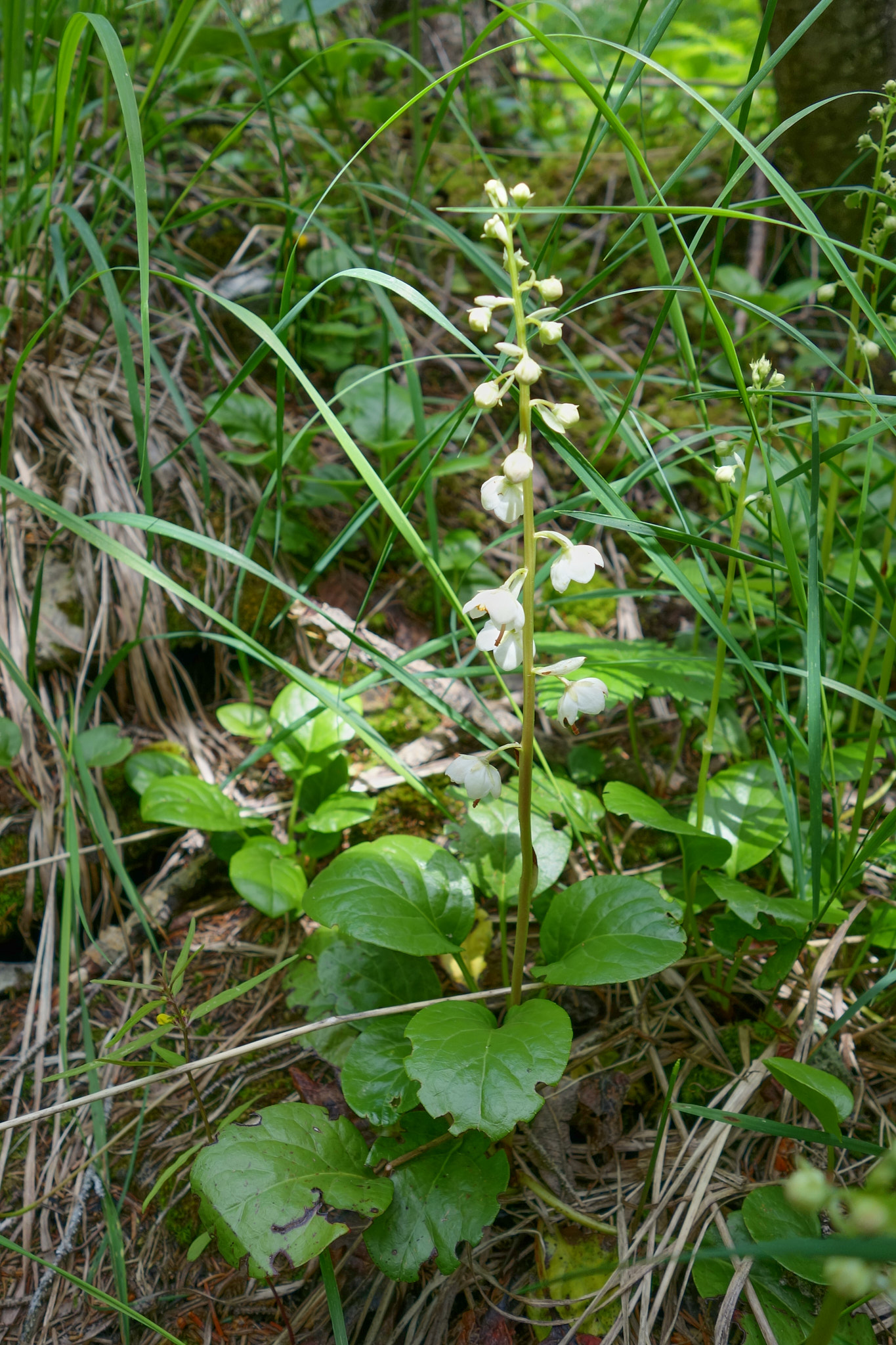 Vitpyrola (<em>Pyrola rotundifolia</em>)