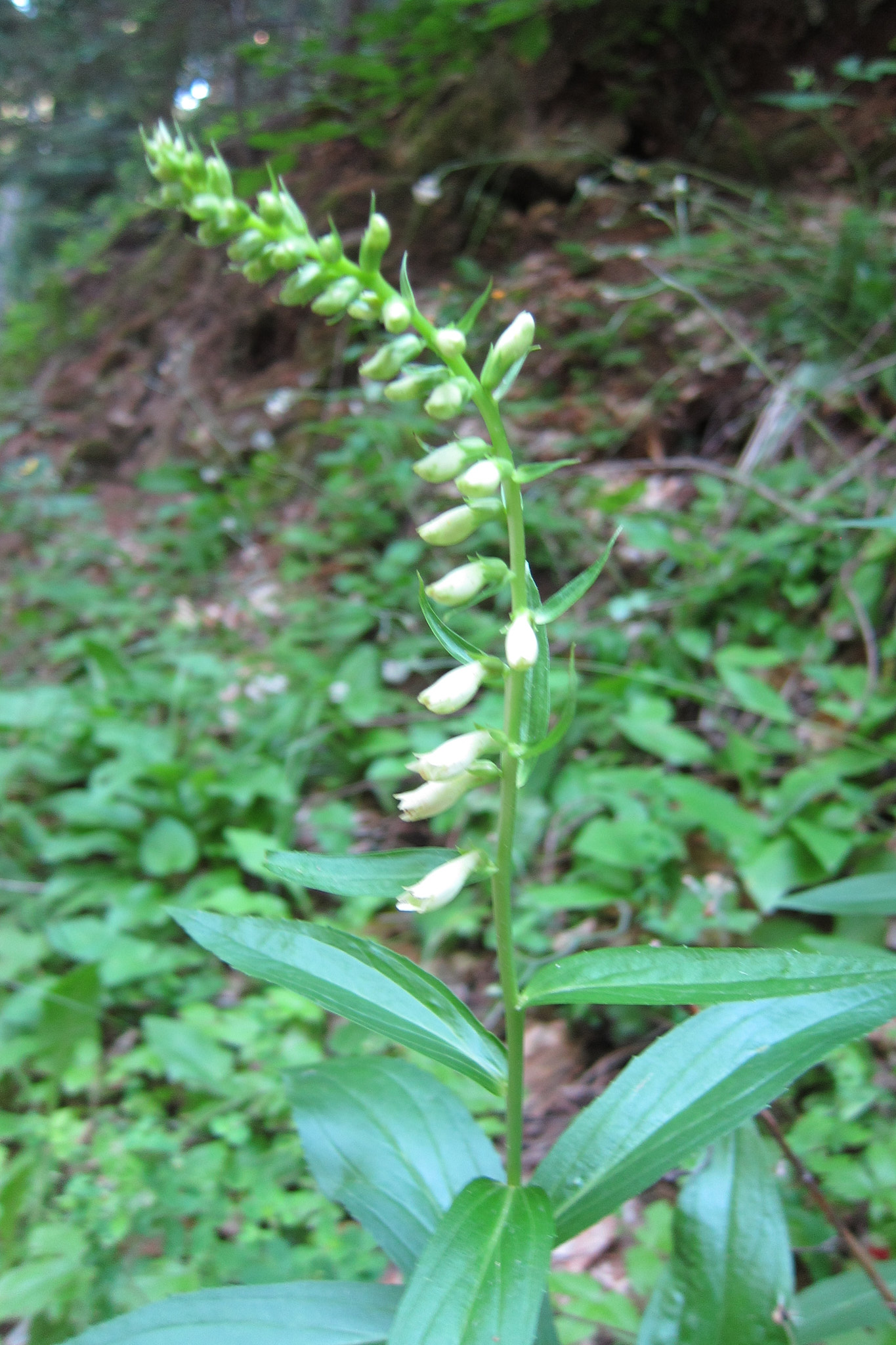 Liten fingerborgsblomma (<em>Digitalis lutea</em>)