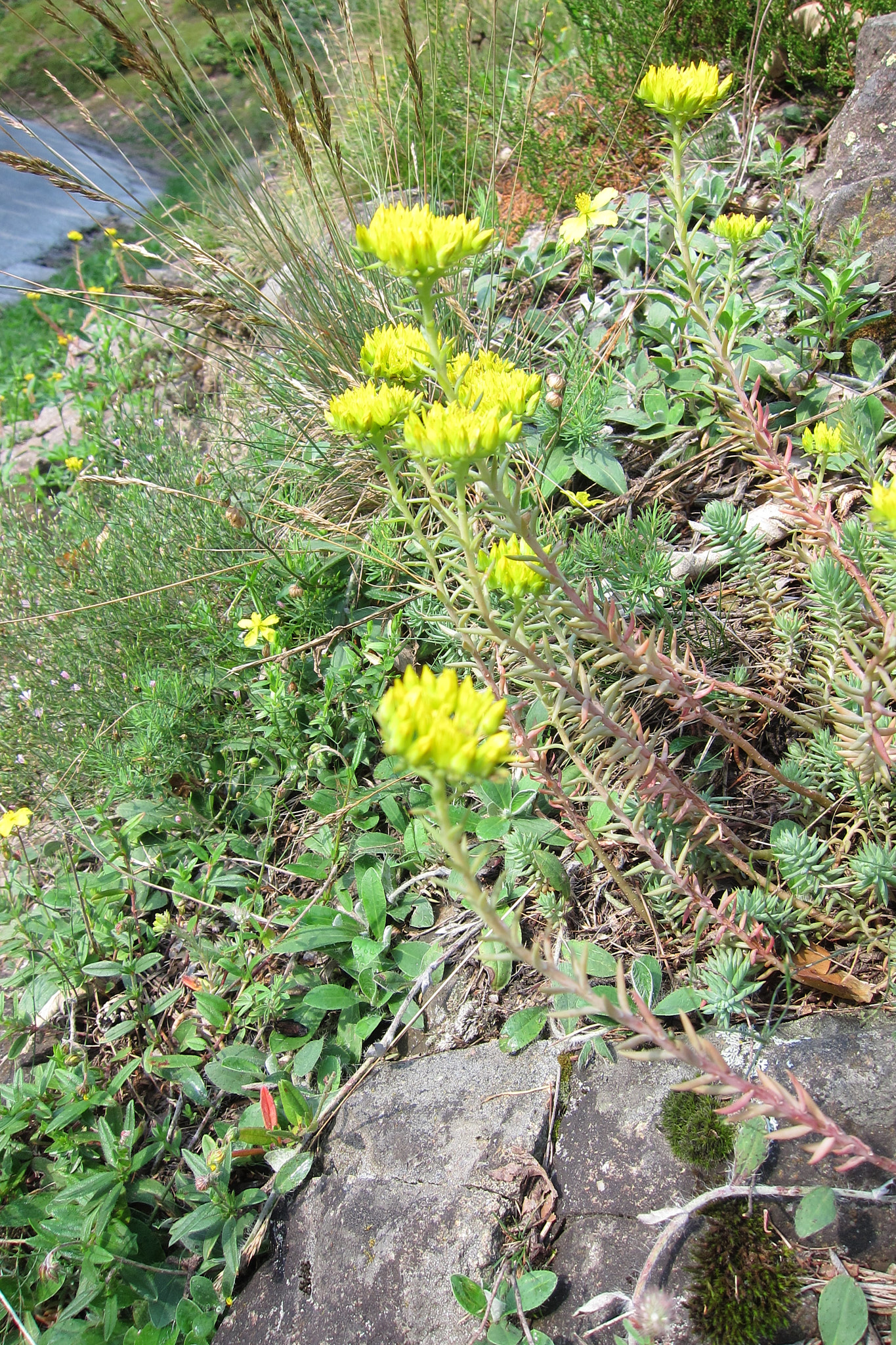 Stor fetknopp (<em>Sedum rupestre</em>)