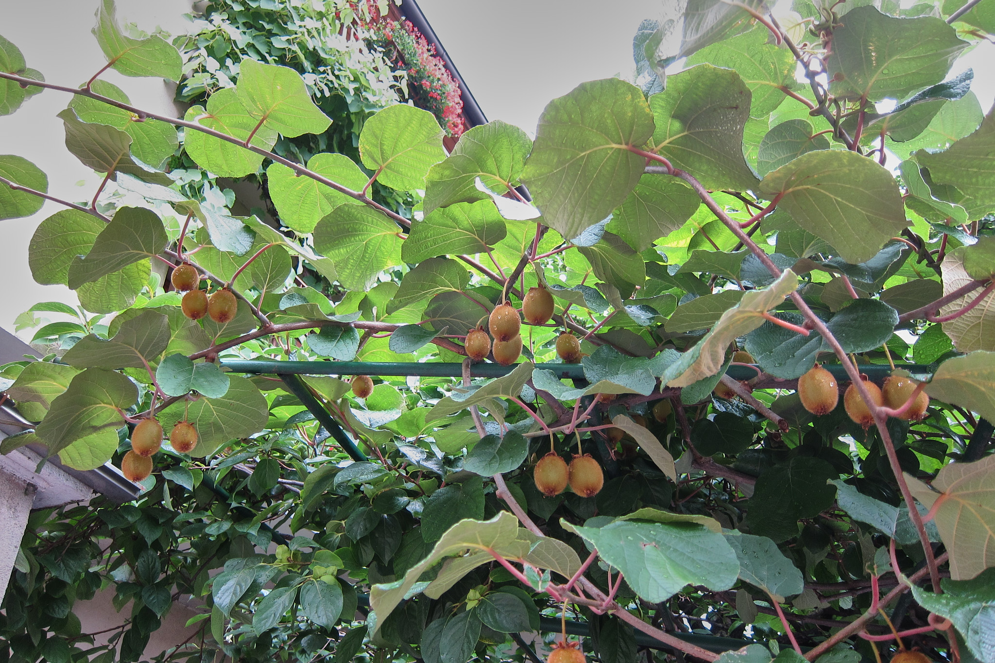 Kiwi (<em>Actinidia deliciosa</em>)