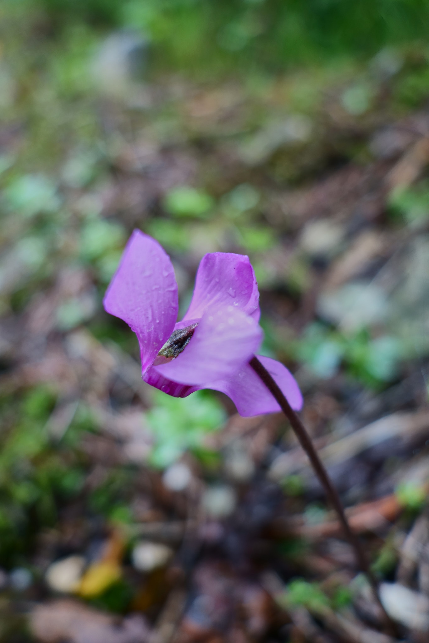 Alpcyclamen (<em>Cyclamen purpurascens</em>)