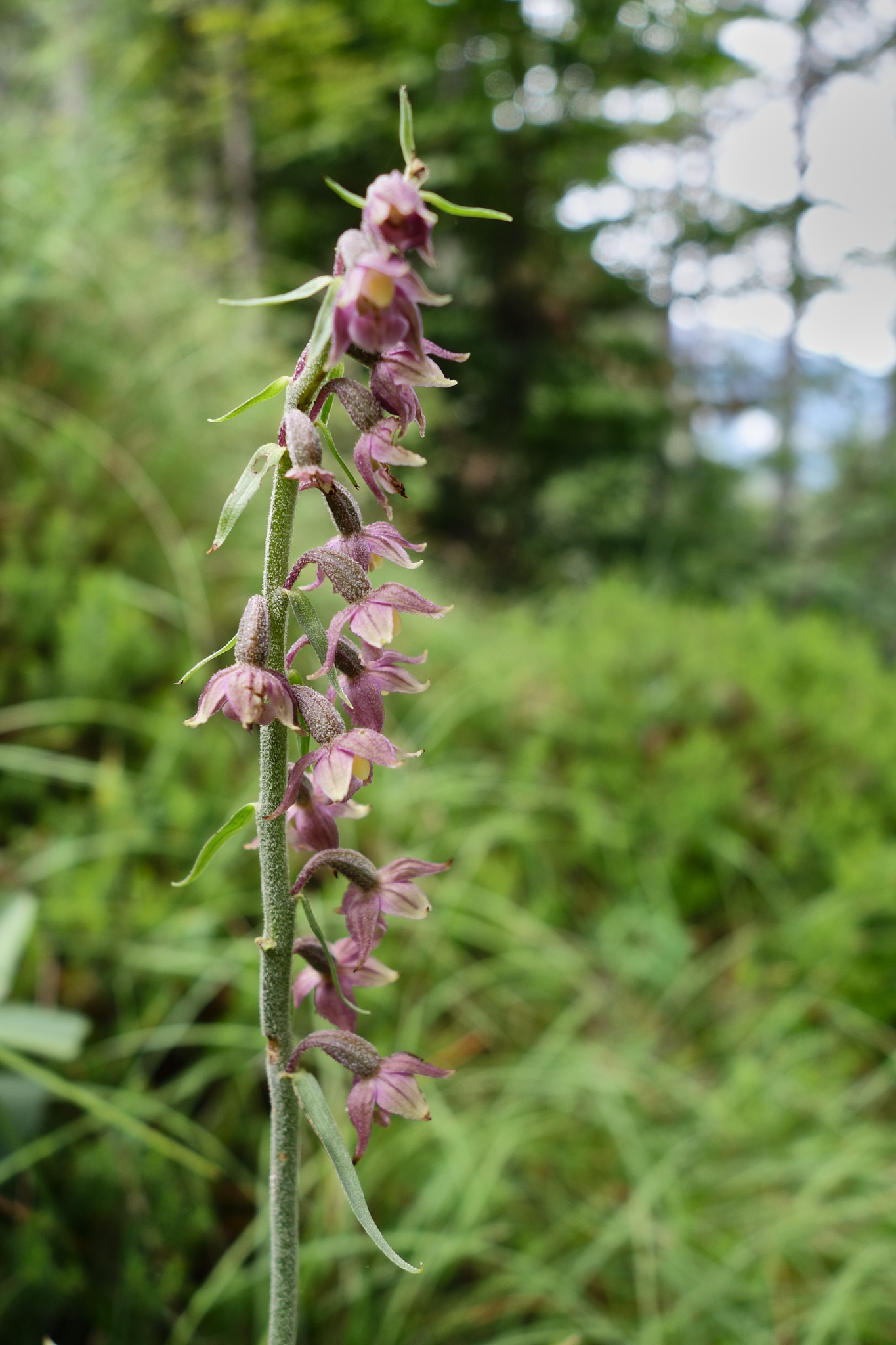 Purpurknipprot (<em>Epipactis atrorubens</em>)