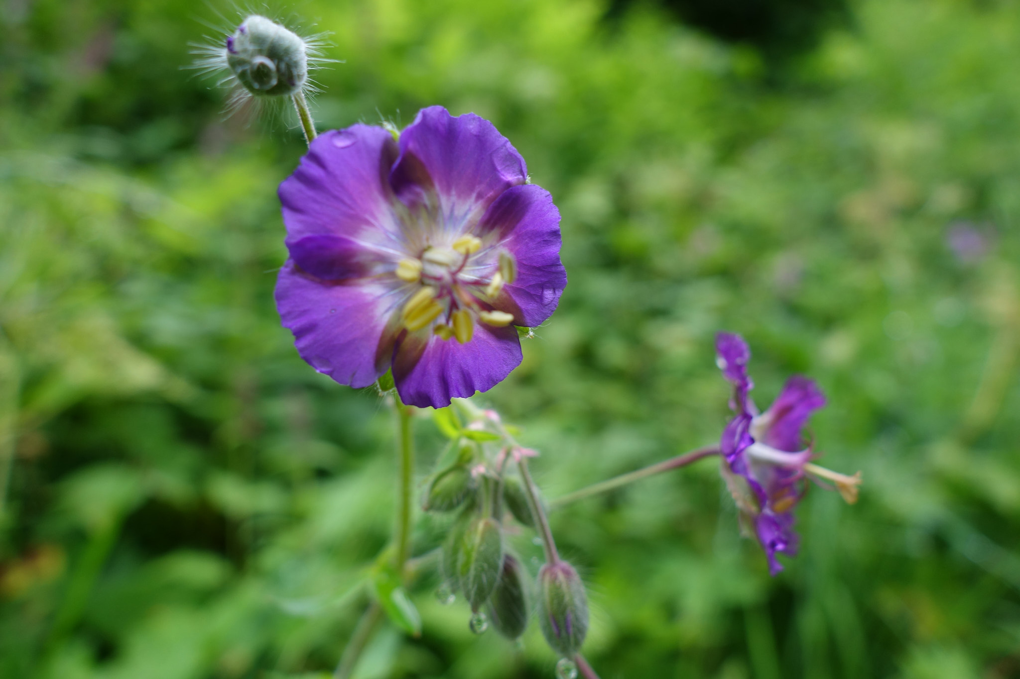 Ängsnäva (<em>Geranium pratense</em>)