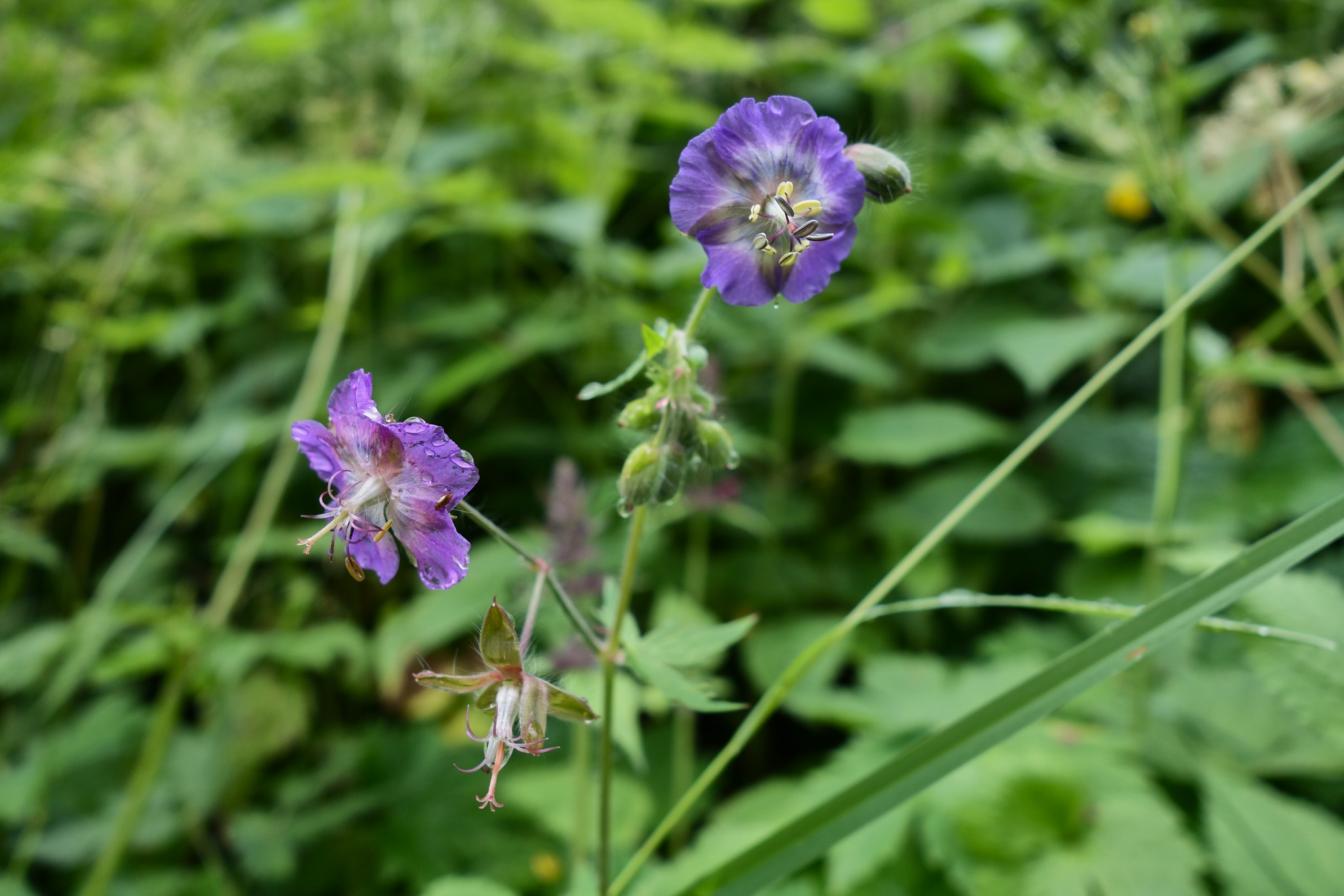 Ängsnäva (<em>Geranium pratense</em>)