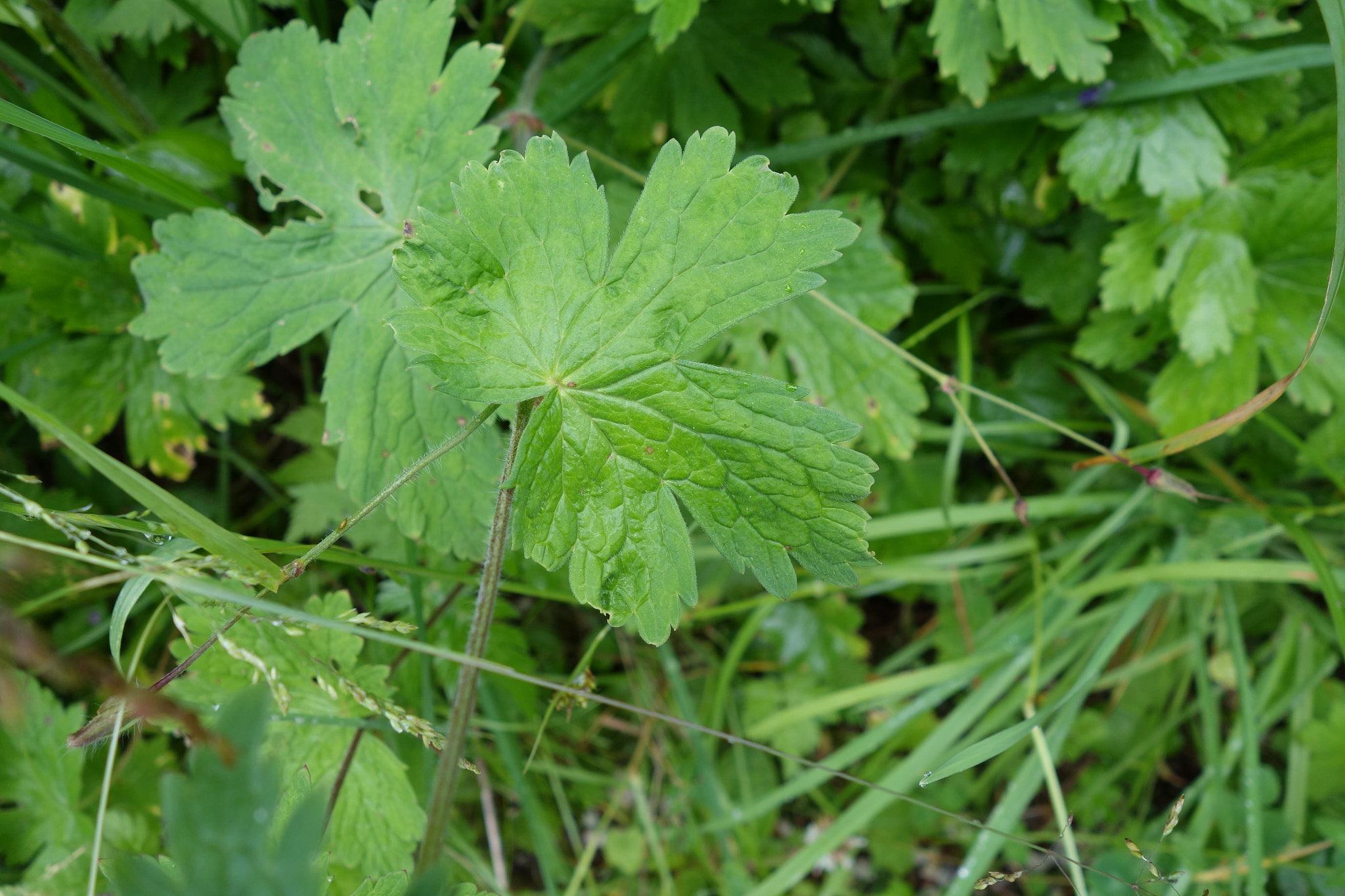 Ängsnäva (<em>Geranium pratense</em>)