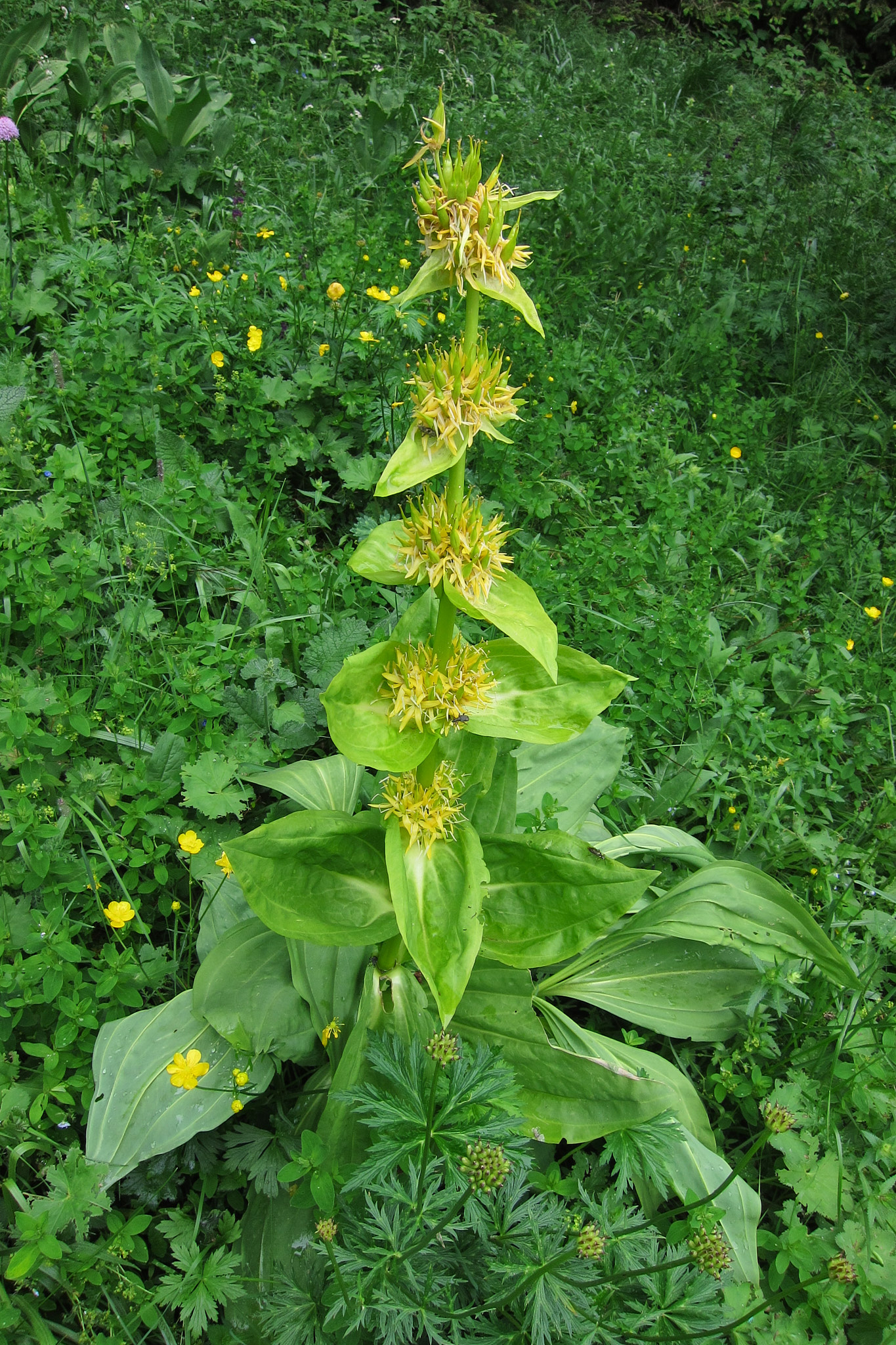 Gullgentiana (<em>Gentiana lutea</em>)