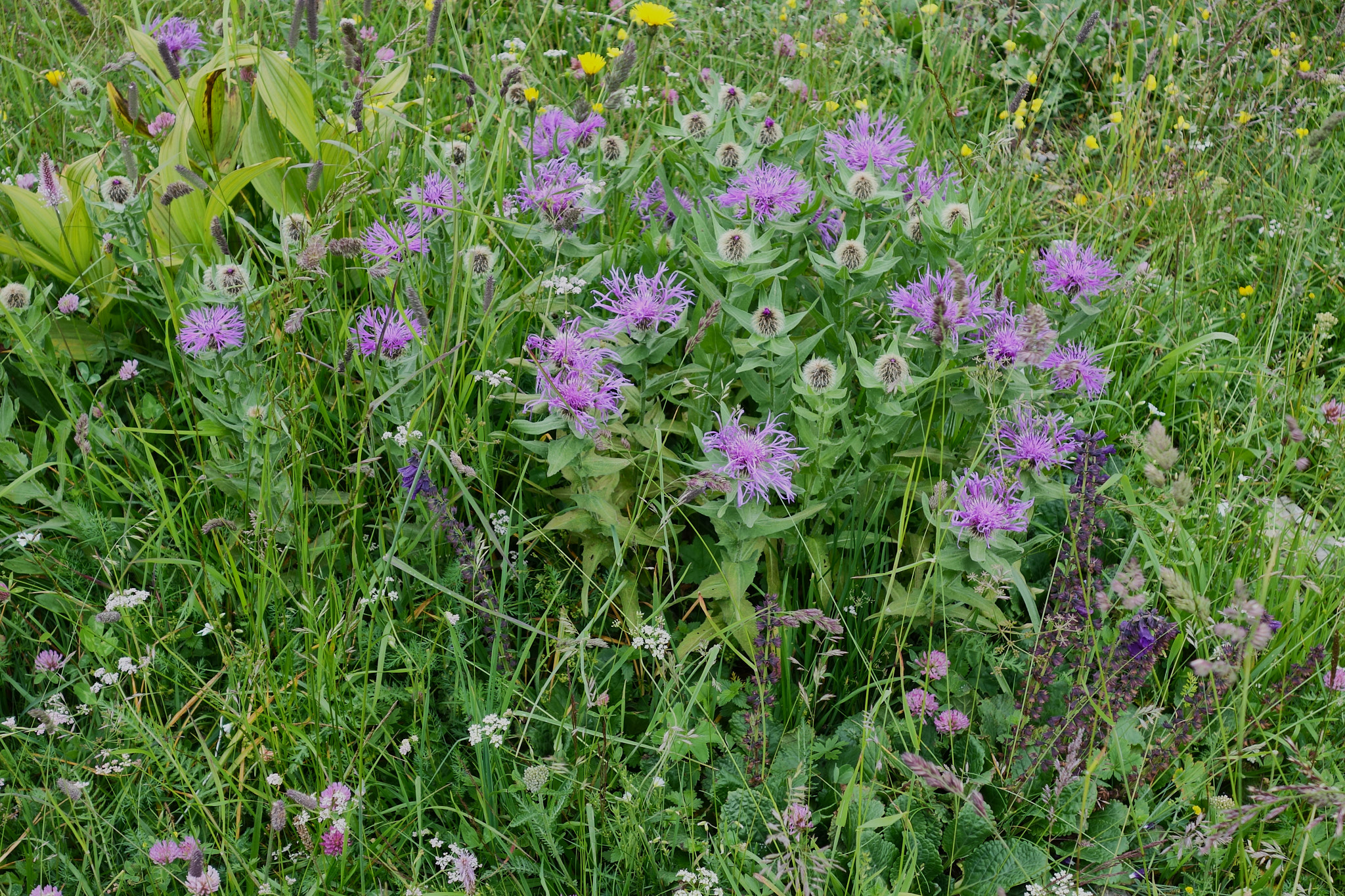 <em>Centaurea nervosa</em>