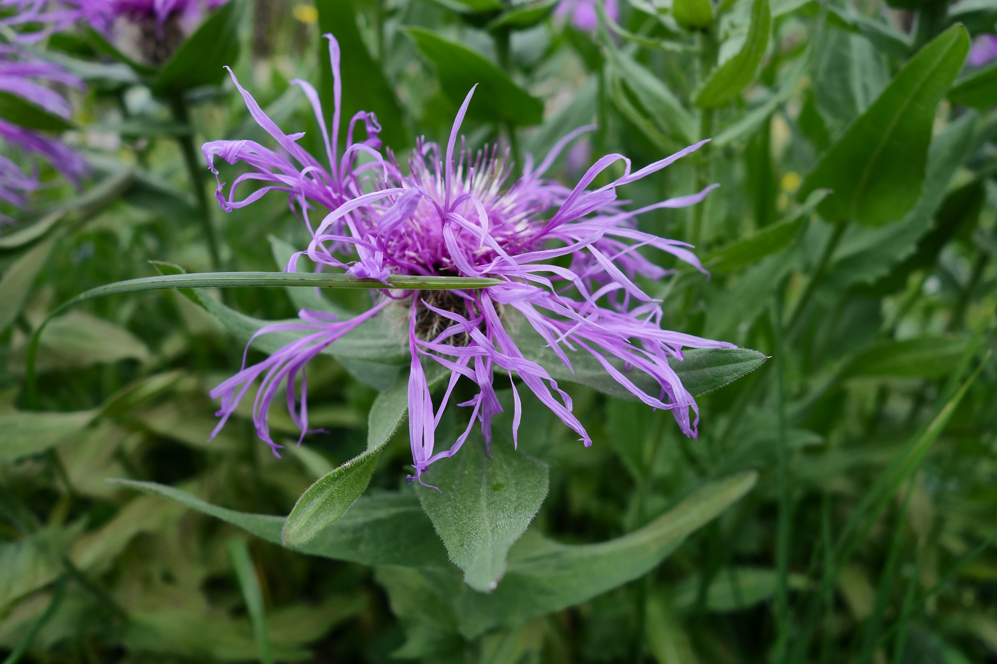 <em>Centaurea nervosa</em>