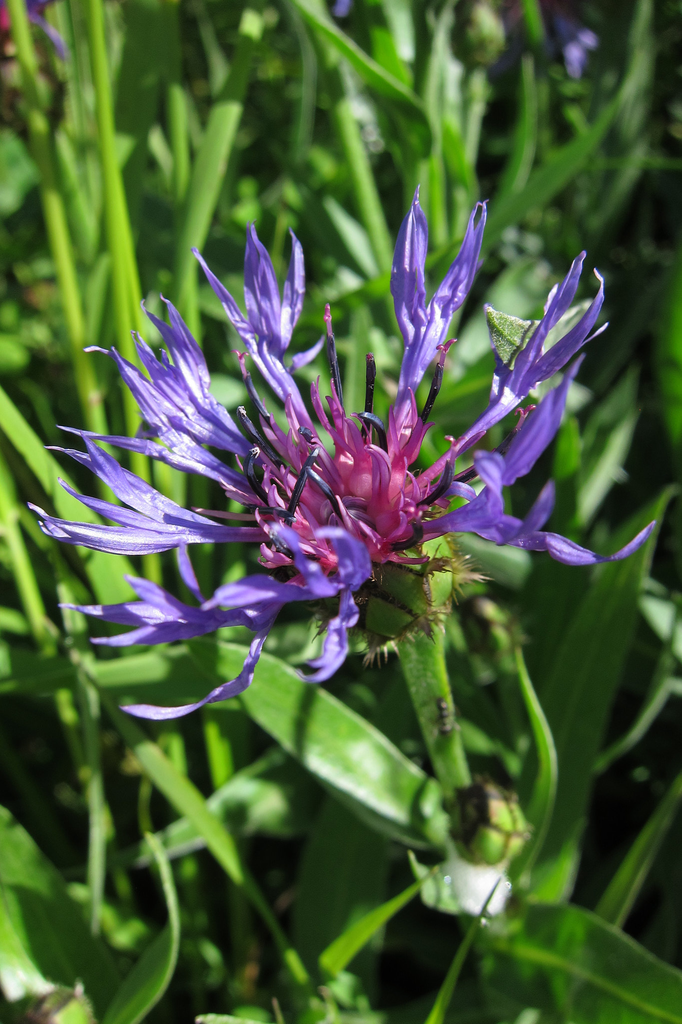 Bergklint (<em>Centaurea montana</em>)