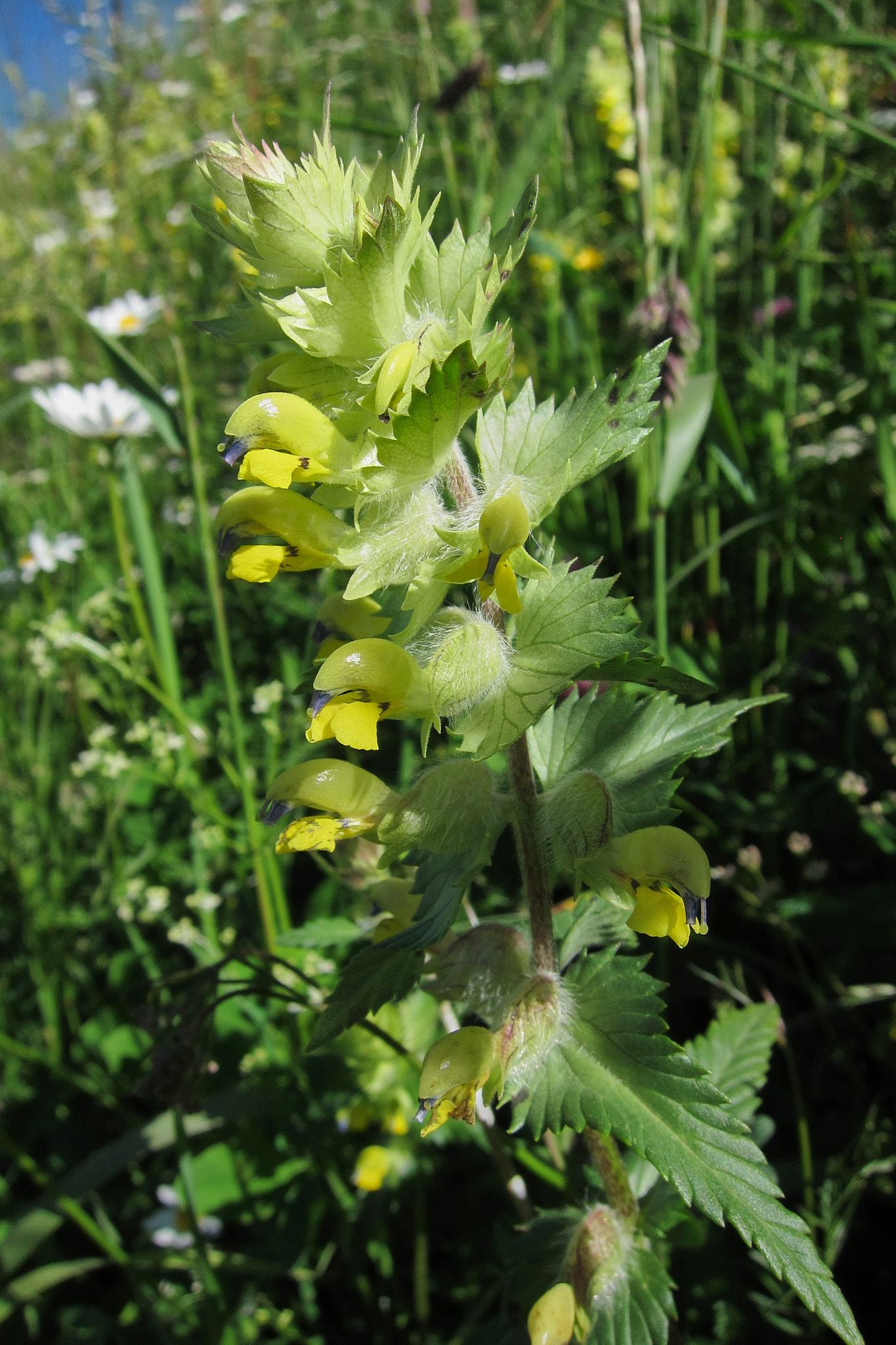 Luddskallra (<em>Rhinanthus alectorolophus</em>)