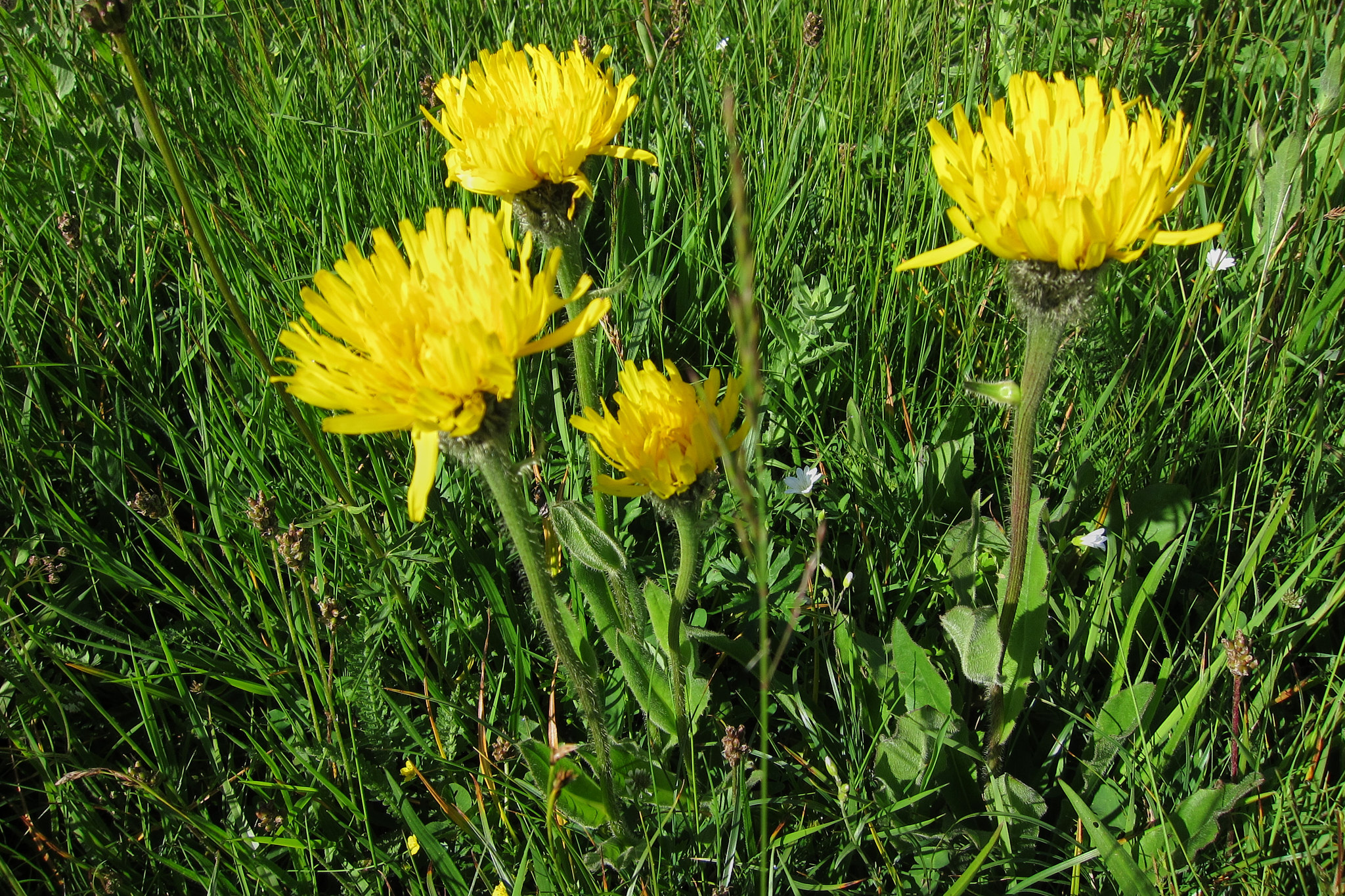 Tjockfibbla (<em>Hypochaeris uniflora</em>)