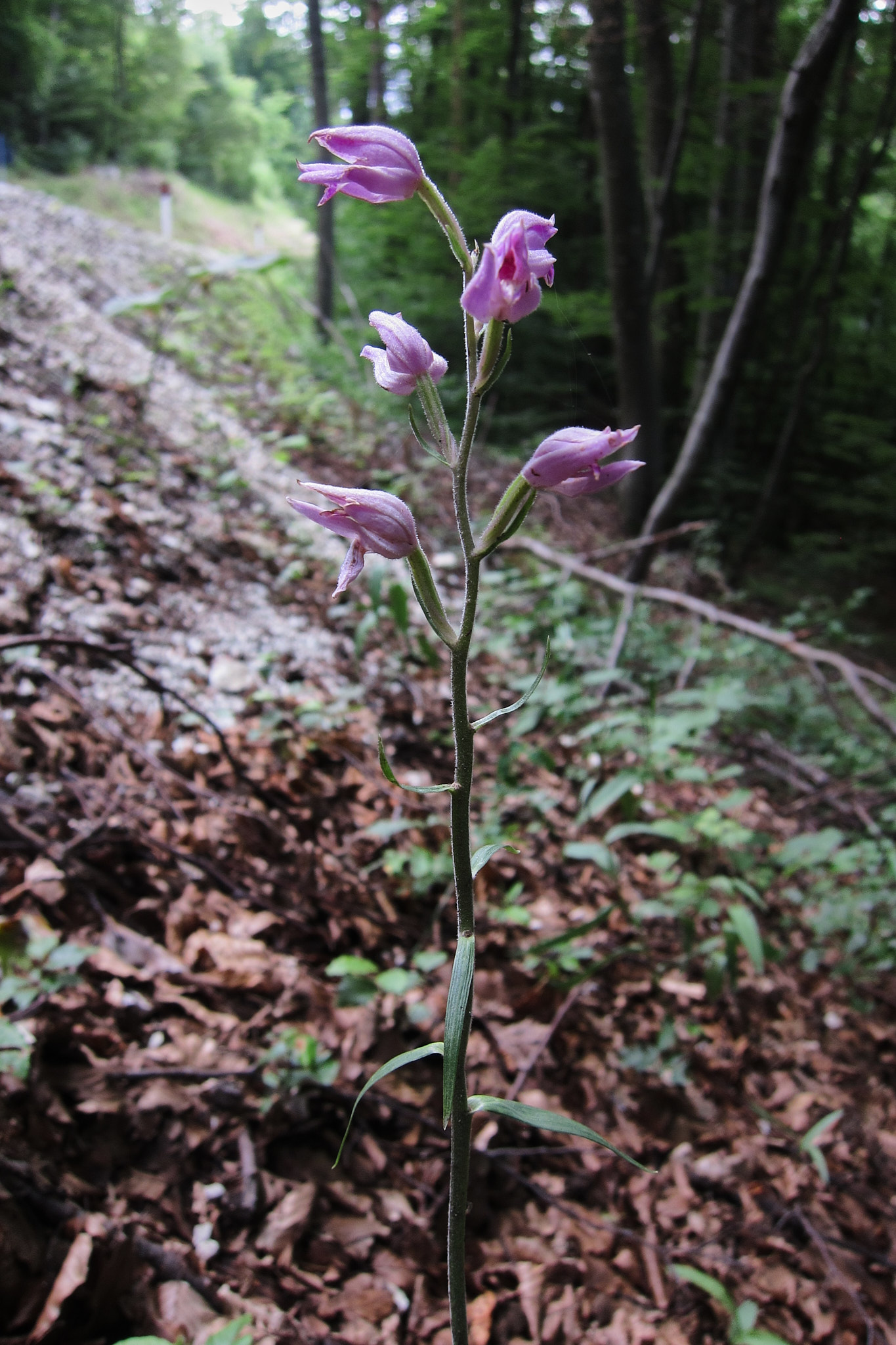 Rödsyssla (<em>Cephalanthera rubra</em>)