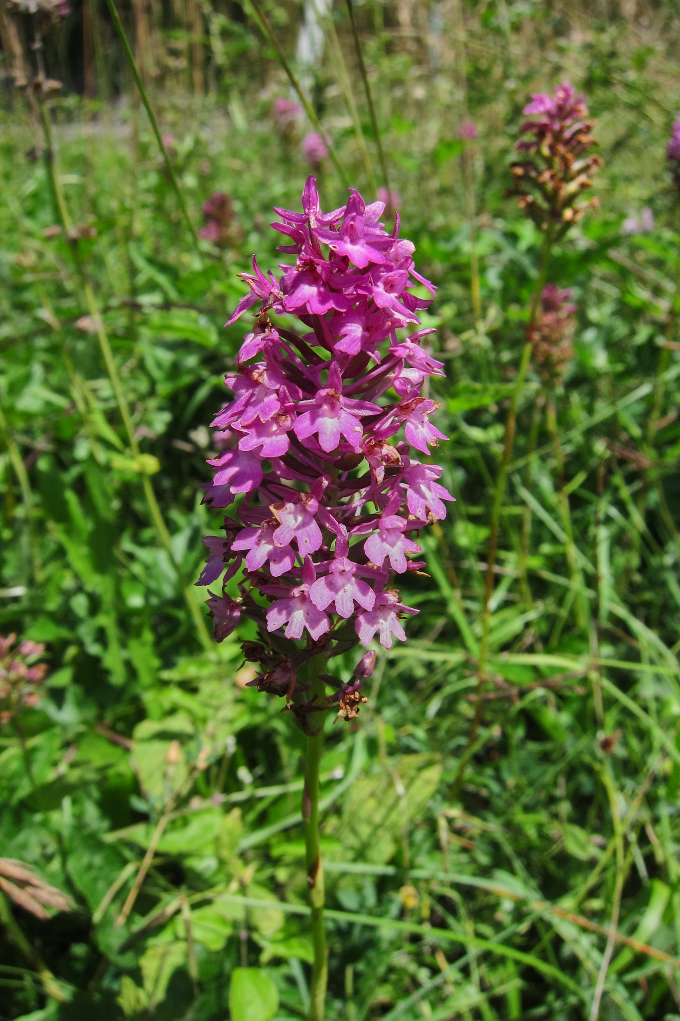 Salepsrot (<em>Anacamptis pyramidalis</em>)